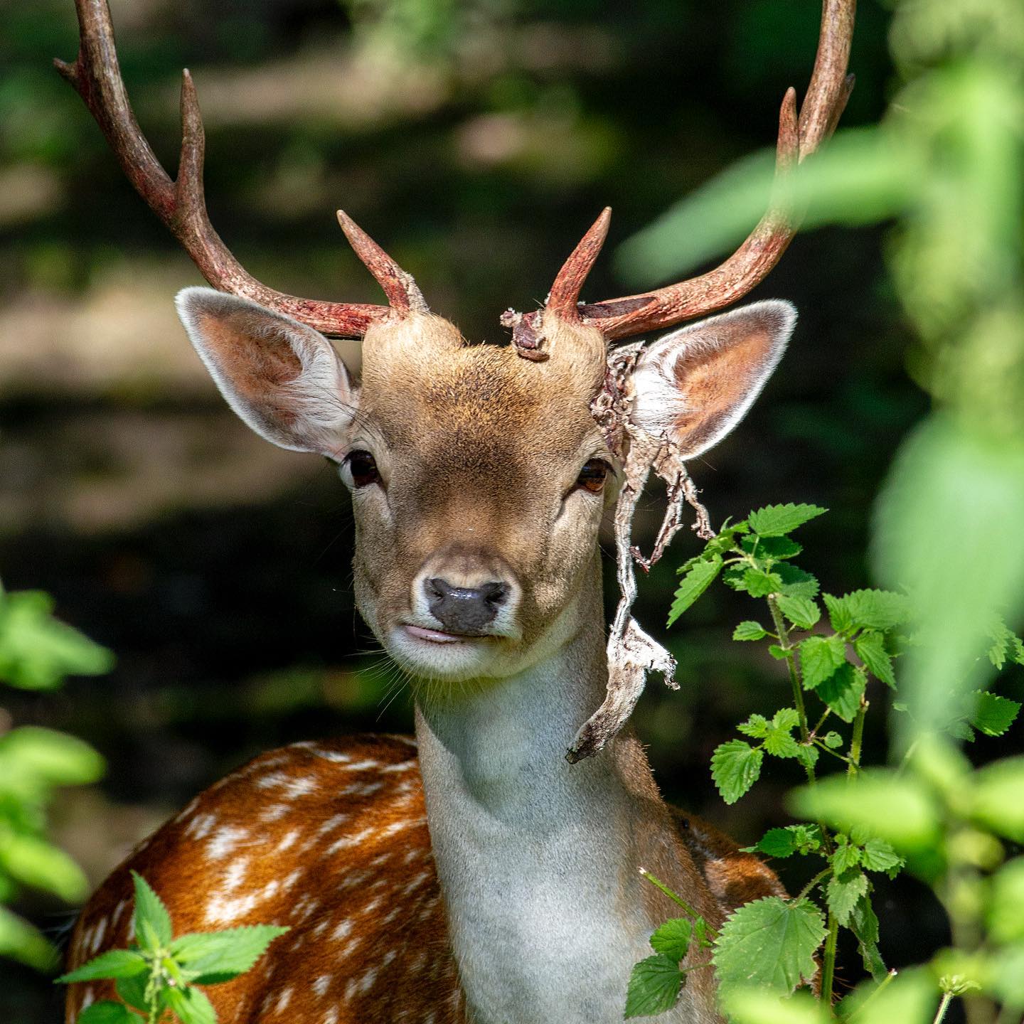 This morning, something without wings. I went to a wildlife park with my family and as we walked through the grounds, this stag Fallow Deer popped his head up, the dappled lightbthrough the trees was perfect and the foliage framed him. The antlers grow under a material called velvet, essentially skin with the blood vessels needed to grow the antlers, when they are ready, this sloughs off to reveal the antlers in all their glory! You can see the remains of the velvet hanging from this Stags antlers. #wildlife #wildlifephotography #wildlife_perfection #deer #deersofinstagram #buck #stag