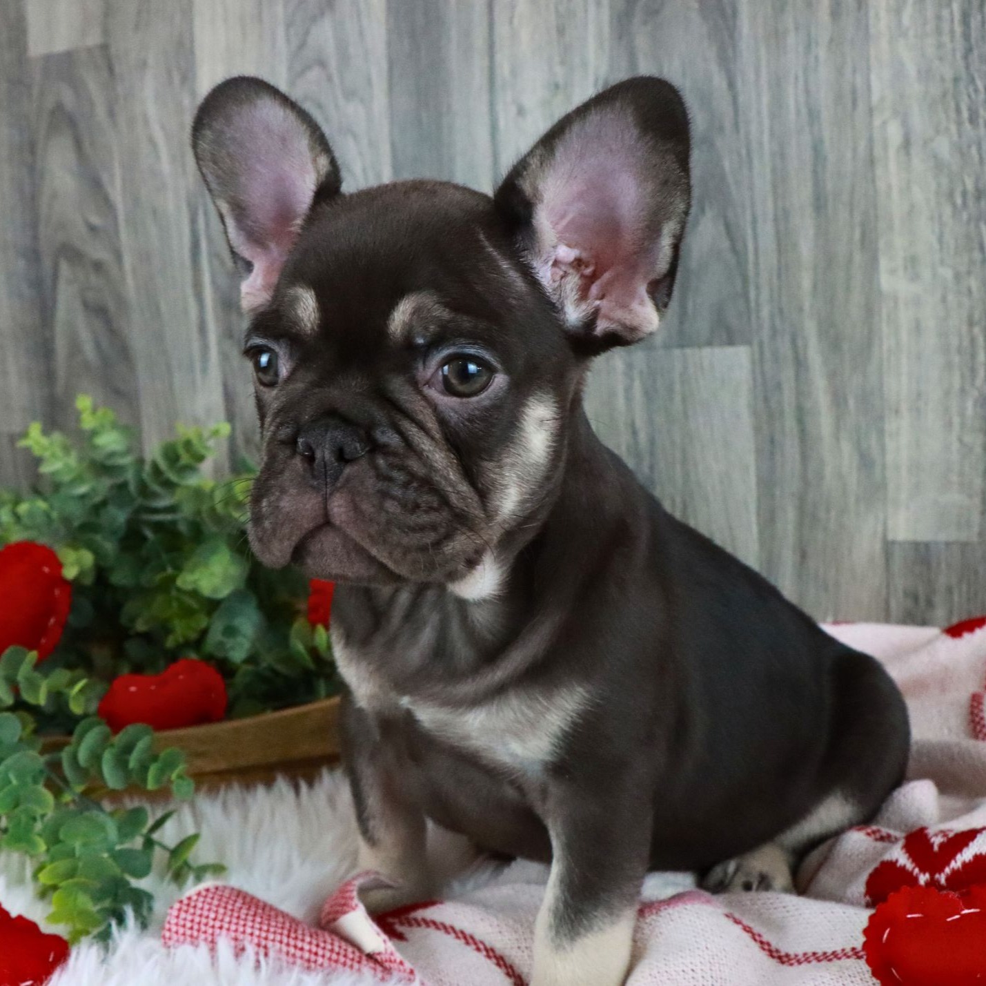 Say Hello To Buster Our Beautiful Chocolate & Cream Frenchie Boy! Learn More About Buster By Following The Link ➡️https://www.pawprintcompanions.com/product-page/buster-french-bulldog
#frenchbulldog #frenchbulldogpuppy