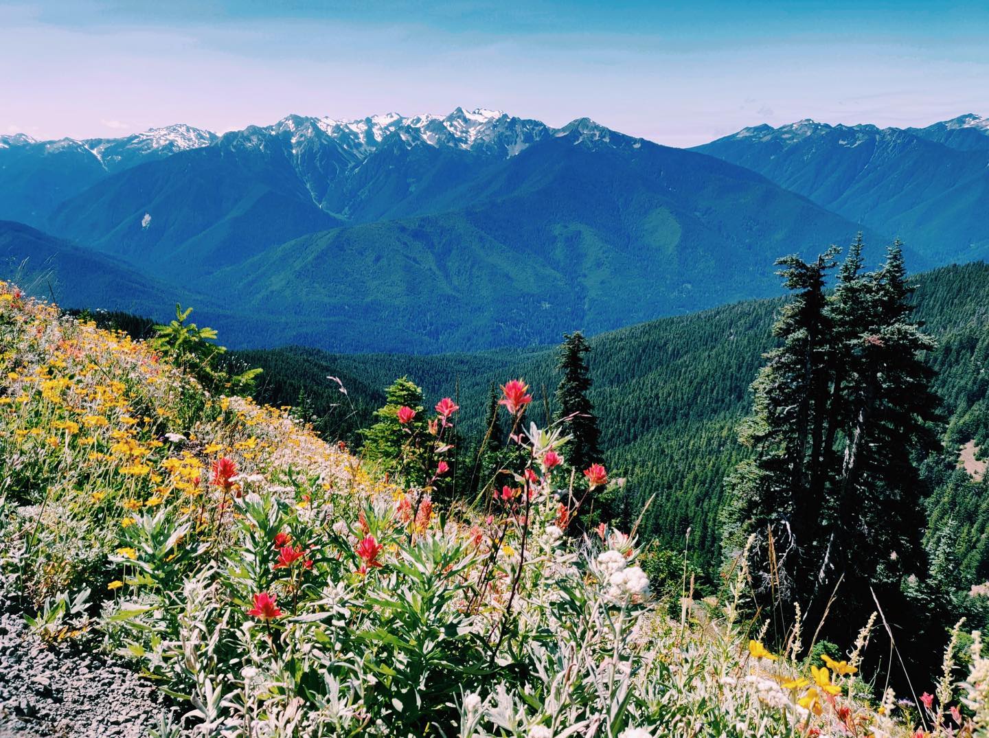 Our guest series on the national parks of the Pacific Northwest continues on the blog with a post about Olympic National Park. Check it out to learn more about the Hurricane Ridge area.
📸 @pnw.hiking.trails
.
.
#olympicnationalpark #olympic #nationalpark #nationalparks #pacificnorthwest #pnw #pnwhiking #instatraveling #explore #getoutside #wanderlust #neverstopexploring #shewanders #sheisnotlost #womentravelers #girlsthatwander #travelblog #travellingtheworld