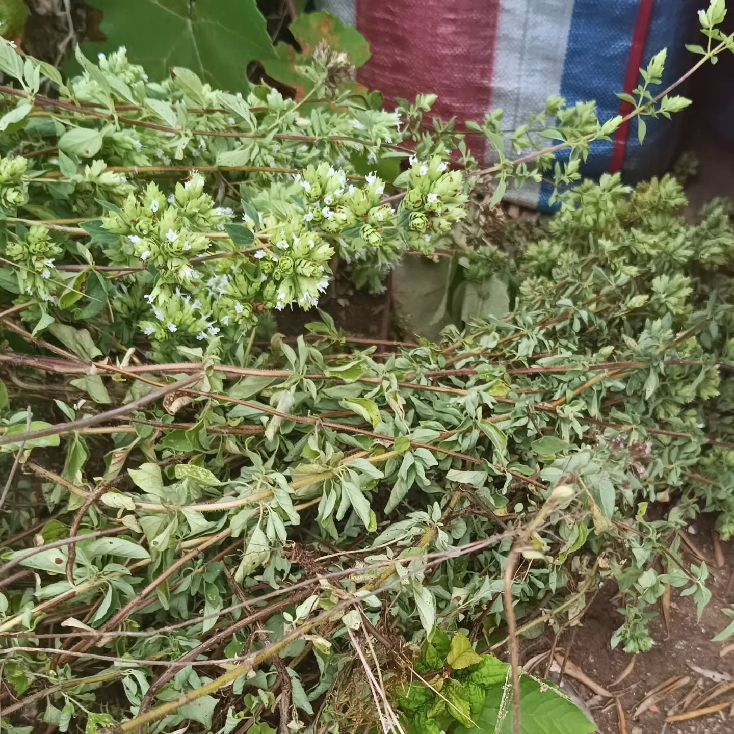 Nada como colher orégãos selvagem!