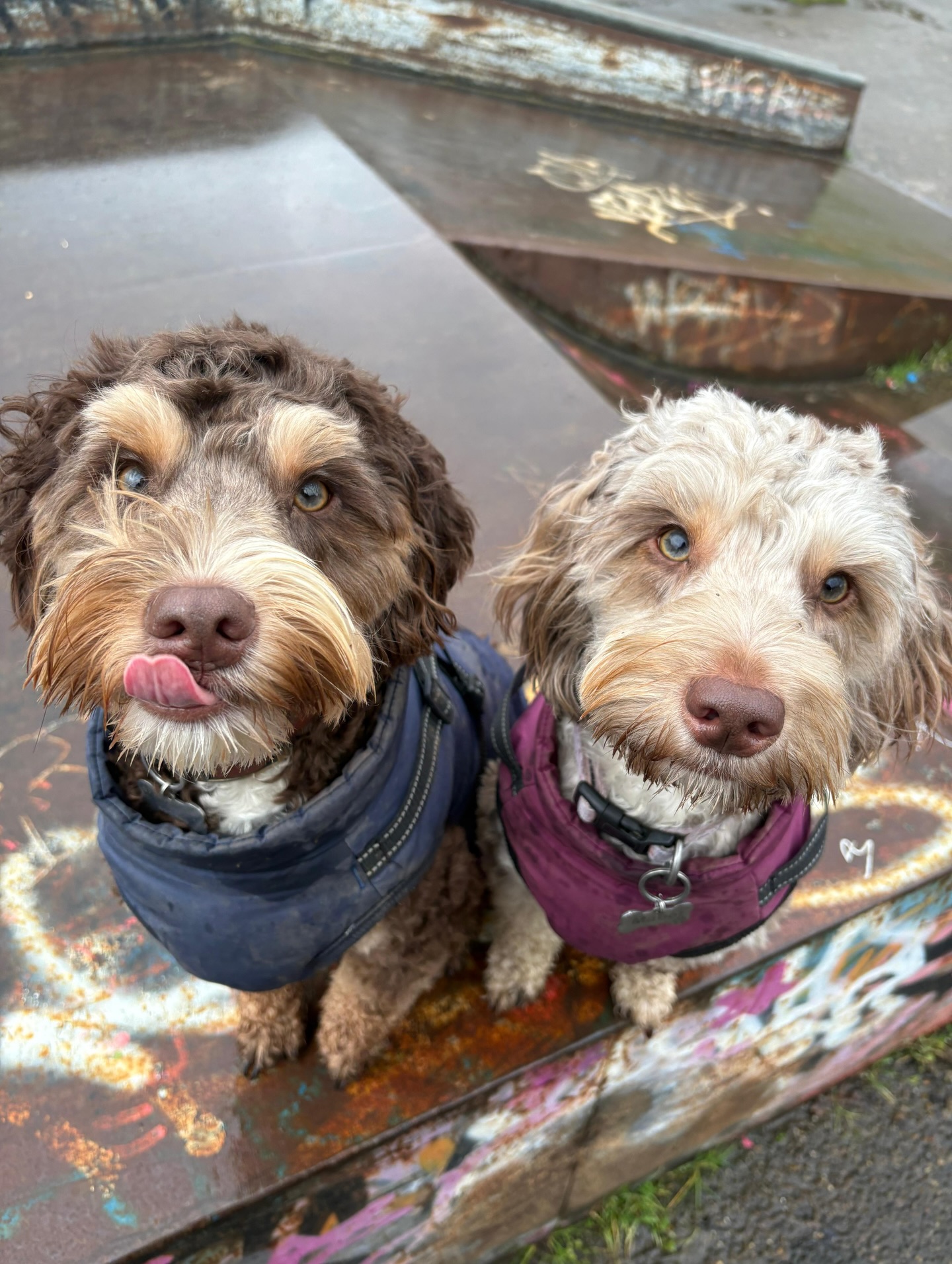 📸 Snaps from an epic week! We've had a blast exploring the beach, woods, seawall, nature reserve, Wakering boat yard, Spencer's park and many more locations.
Stats include: 2️⃣0️⃣ Private walks, 1️⃣7️⃣ Group walks, 2️⃣ 🏡 Home visits, and 1️⃣ new pup 🐾 on the block! 80 dogs 🐶 later, we’ve reset and ready for the last week of January.
#dogwalkingservices #dogwalkergreatwakering #dogwalkerrochford #dogwalkerhockley #alwaysonanadventure