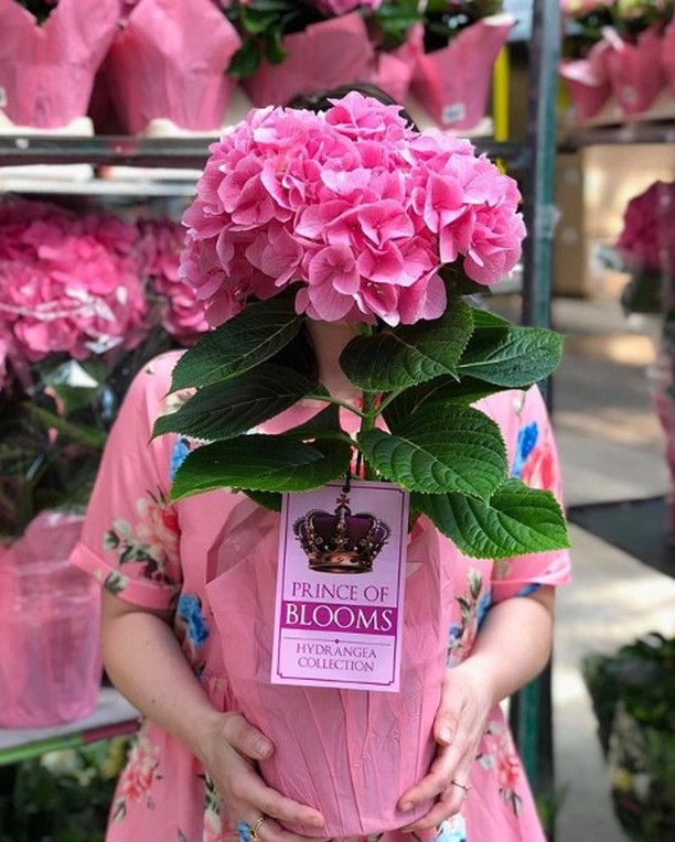 Don’t want to get aHEAD of ourselves, but these Prince of Blooms hydrangeas are simply Royal!⠀