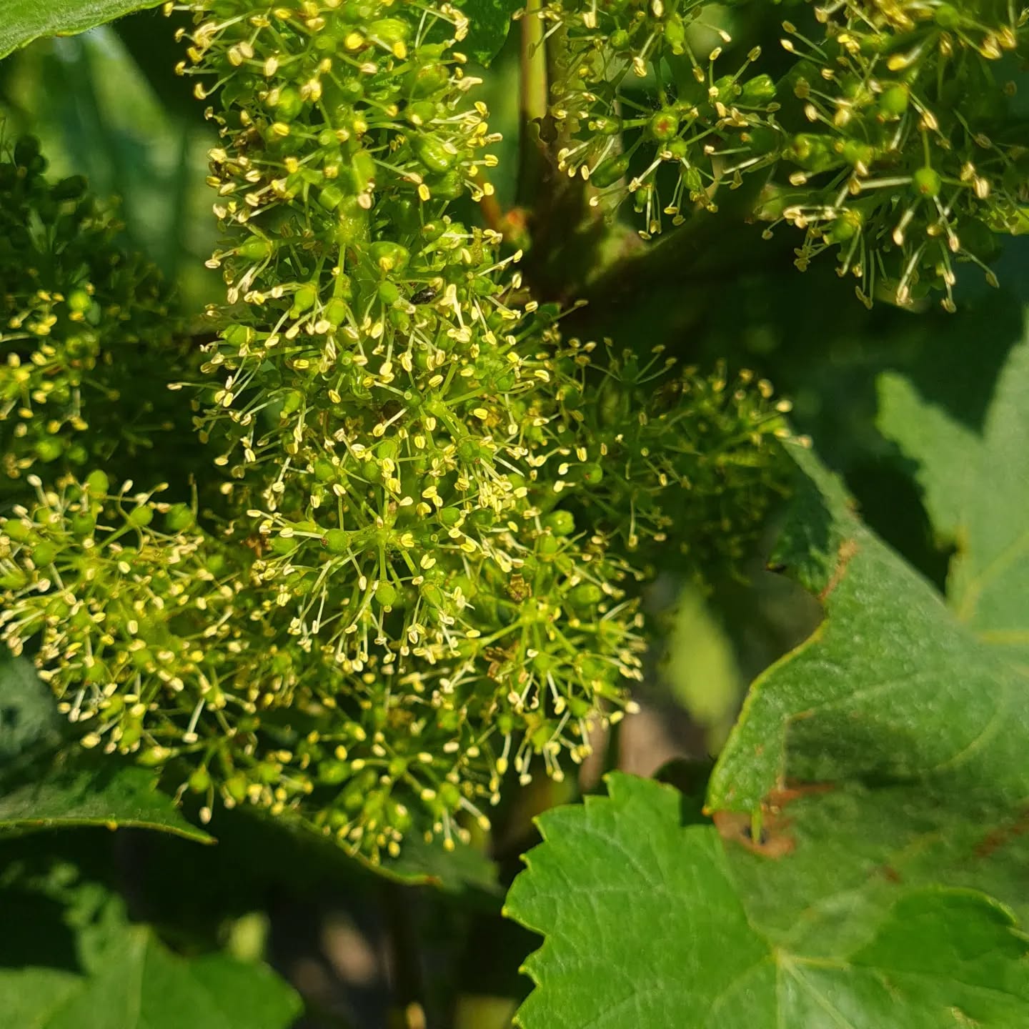 Fleur de la Vigne
#grandcru #montagnedereims