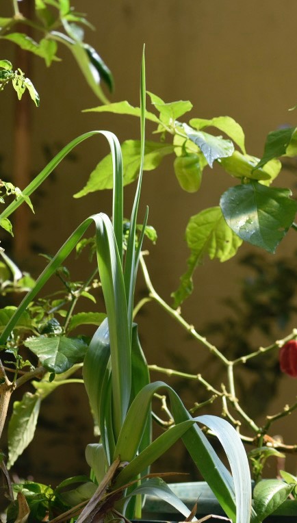 Naturally, we knew exactly where our kitchen garden needed to live 👣🌾🙌💦🐝
Going from being tired and compacted has now gently being brought back to life, soil rebuilt, compaction loosened, our old crops and climbers carefully moved, and new varieties welcomed in.
We kept our pots (layers matter), held onto our beloved veg box, and leaned into density, vitality, and intention here.
And now, this little ecosystem sits right in front of our main kitchen. Fresh greens within arm’s reach, life returning where it was most needed, and a daily reminder that thoughtful design always rewards you back.
Small shifts, big big energy! 🙌