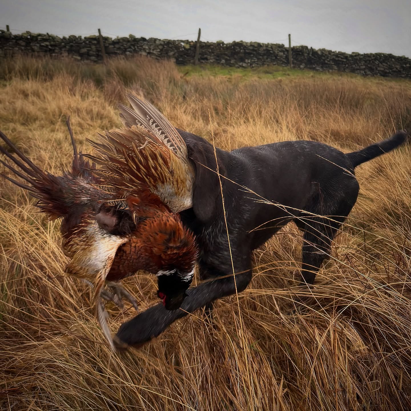 ‘blind’ retrieve