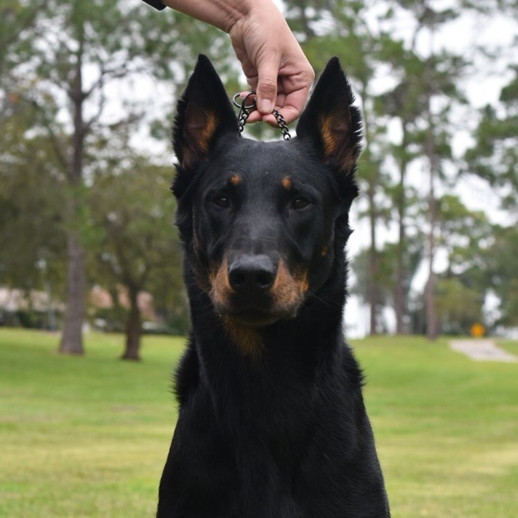 “A formidable dog with a frank and unwavering expression, he always demands respect wherever he goes.”
#herdingdog #beauceron #workingdogsofinstagram #bergerdebeauce #sardog
