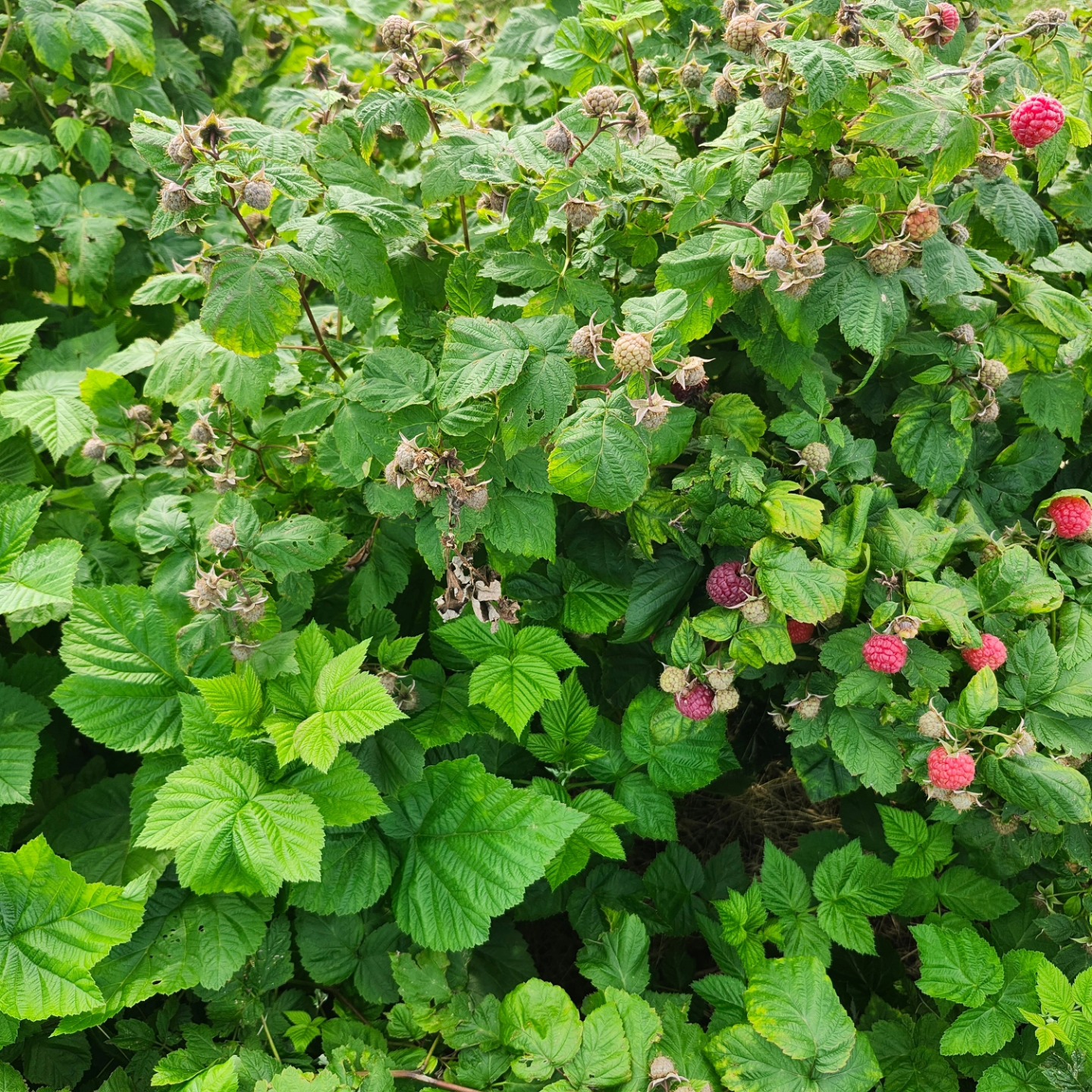 The RED RASPBERRIES are getting ready for you! We plan to open for RED RASPBERRIES ONLY on Tuesday, June 24th, at 8 am. Berry season hours are Mon-Sat 8-6 and Sunday 2-6. Pick your own berries are $6.50 per pound.
Our black raspberry yield is reduced this year as a result of the drought last summer. The opening date for black raspberries is TBA.
Our good news is the blackberry and peach crops look very good!