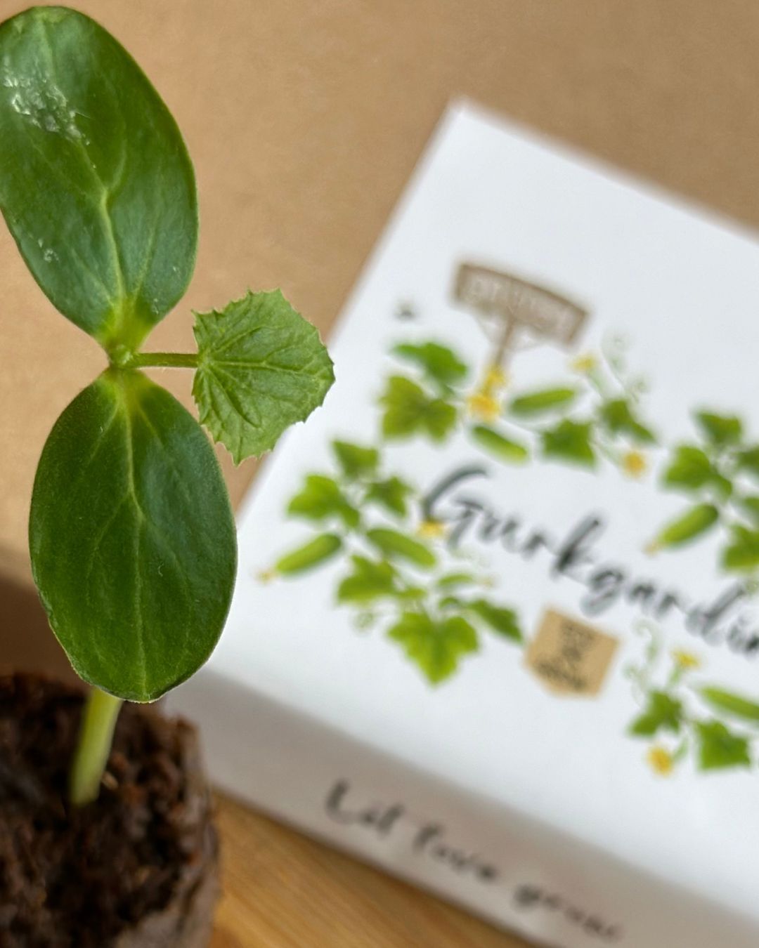 Drömmer du om ett fönster med prunkande växtlighet? Att odla en gurkgardin är inte bara dekorativt utan ger även mängder av gurkor att skörda - kan det bli mer närodlat än så? 🥒🌱
Dessutom är det otroligt enkelt och du behöver inte ens en trädgård! Allt du behöver är ett fönster med mycket ljus, gärna i söderläge☀️🌱