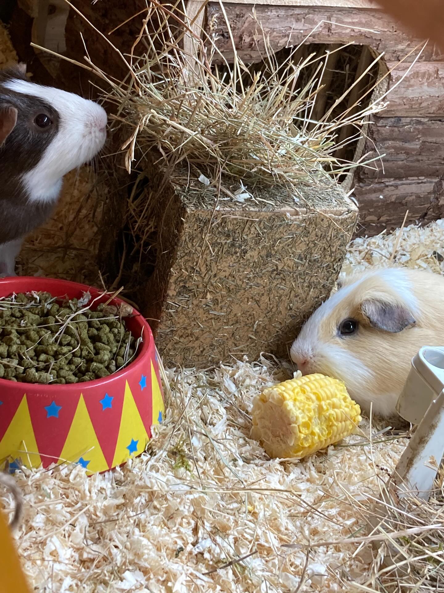 Barry and Howie have been here a month. When they arrived I gave Howie a 50/50 chance of surviving the night such was the condition of them. Here they are bright eyed and loved. Howie is munching corn on the cob kindly donated by lovely Anne ❤️. A month of care combined with the determination to survive. Such special boys 🩵🩵 #survival #guineapigs