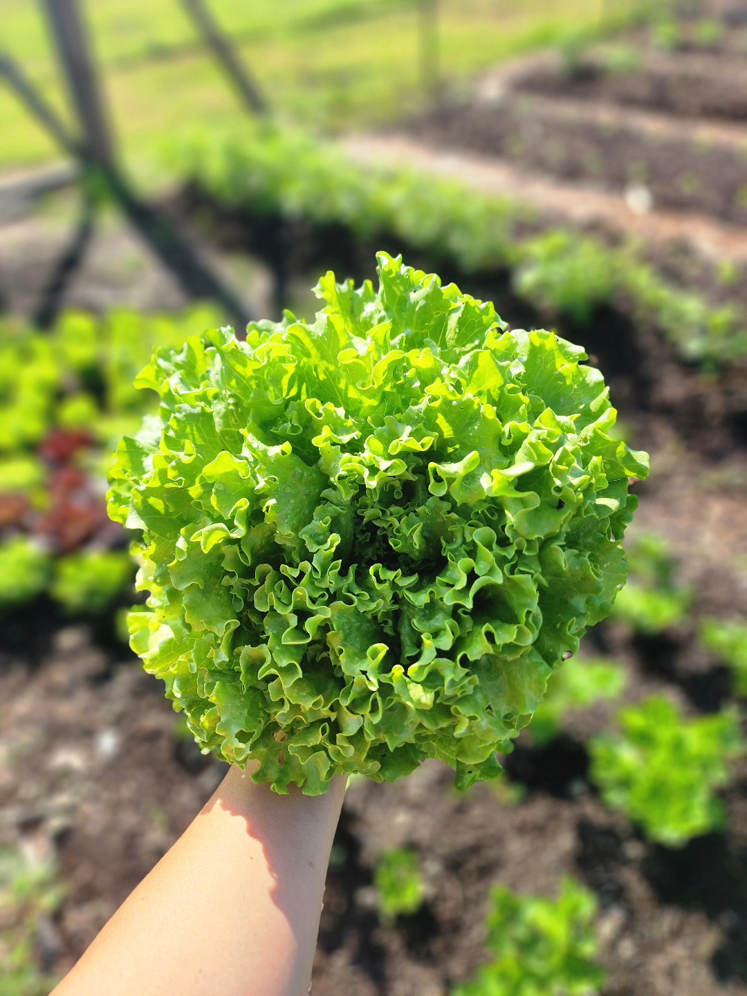 A little head lettuce heading from the soil to the fridge for tonight's dinner! š¤š» Does it get better?