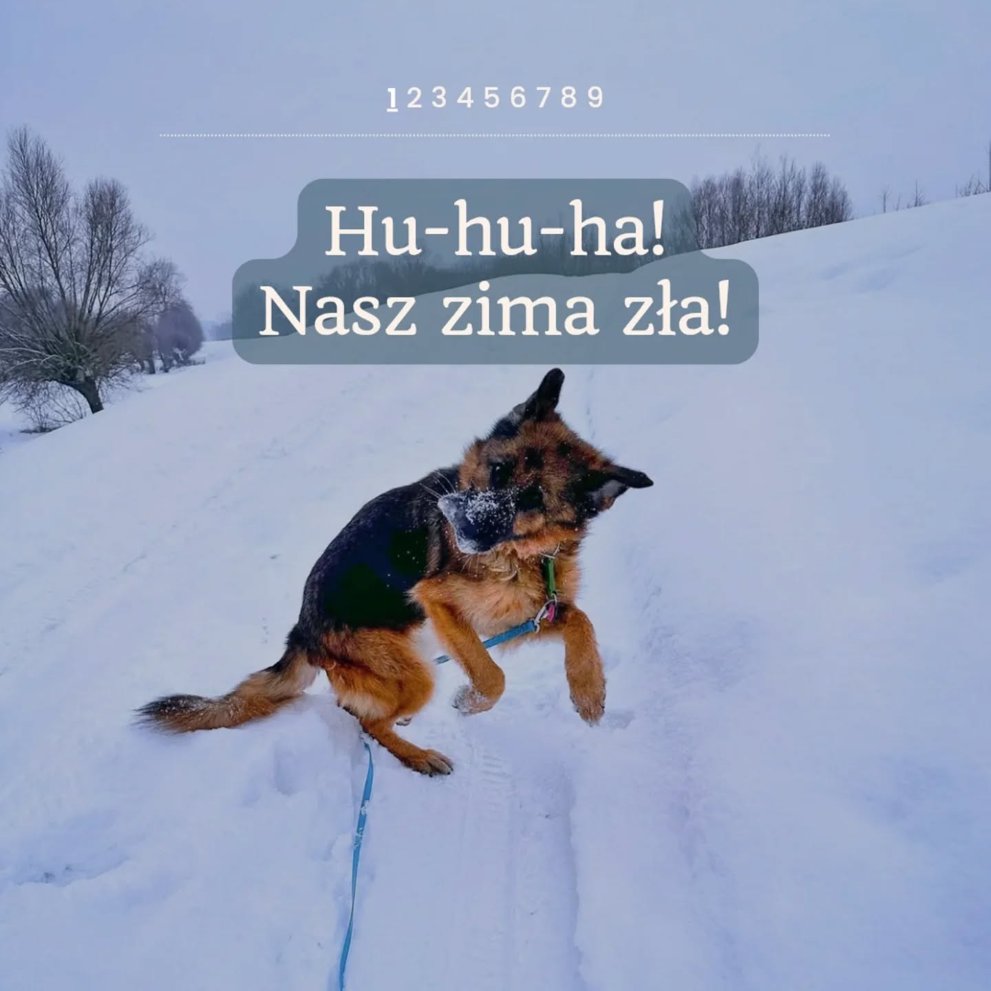 Zimowe spacery w czasie ferii to u nas dużo ruchu, śmiechu, śniegu na łapach i zmęczonych, zadowolonych psów po powrocie do domu. Korzystamy z pogody, ile się da, bo takie chwile to najlepszy reset – i dla psów, i dla ludzi. Trochę biegania, trochę węszenia, trochę wygłupów i dużo dobrej energii. Bez spiny i bez pośpiechu.
Na takich spacerach liczy się dla nas jedno: żeby psy miały przestrzeń na bycie psami, a jednocześnie czuły się bezpiecznie i spokojnie. Dobieramy tempo, miejsce i długość wyjścia do pogody, wieku, kondycji i charakteru psów. Dzięki temu wracają nie tylko zmęczone fizycznie, ale też zwyczajnie zadowolone.
Zima to świetny moment na budowanie relacji, wspólne doświadczenia i małe codzienne przyjemności. Śnieg, świeże powietrze i ruch robią swoje – i widać to po nastrojach.
A jeśli szukasz miejsca, gdzie Twój pies może dobrze spędzić ferie, mieć regularne spacery, opiekę, kontakt z doświadczonymi opiekunami, innymi psami i sensownie zorganizowany dzień, to zapraszam do kontaktu w wiadomości prywatnej. Chętnie opowiem, jak to u nas wygląda w praktyce.
#merdumerdu #feriezimowe #zimanietakazła #pieszimą #hoteldlapsowwarszawa