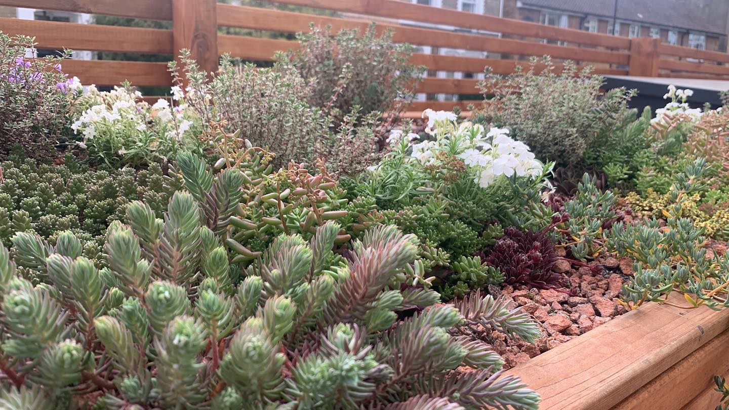 Would you believe this is the roof of a bin store?🌵#sedum #plants #stones #sedumlover #london #londongardens #gardeningwithoutagarden #succulents