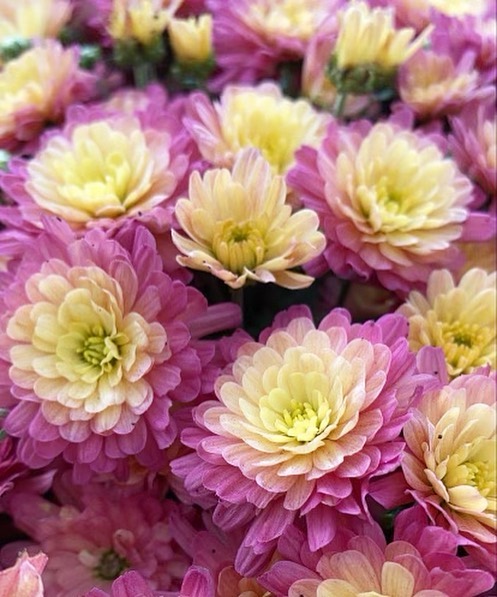 Here for all the fall vibes 🍂