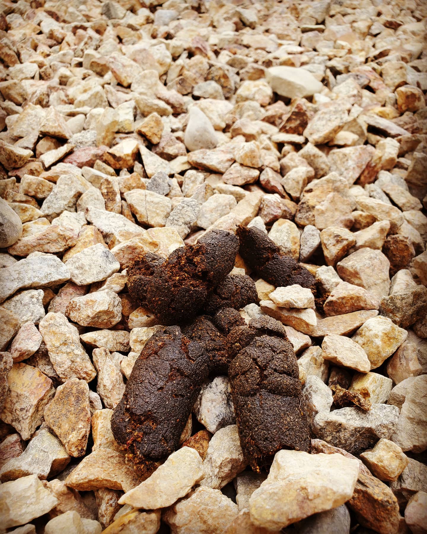 Don't just throw it away TURD IT AWAY!
• Eco-Friendly pooper scooper service • Complete Dog Waste Clean Up & Haul Away
• Scent Relief
• Biodegradable products
• Fecal matter testing (optional)
Call now for a #freeestimate #7024620050 #pooperscooperservice #turditaway #fecalmatter #poop #dogpoop #catpoop #poopoo #turd #haulaway #cleanyard #healthy #feces #environmentalhealth #cleanenvironment #lasvegas