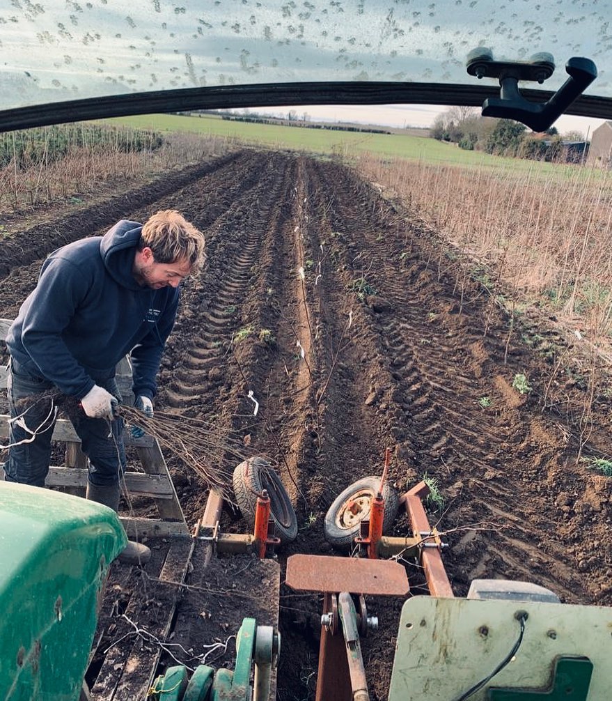Planting Hornbeam on the nursery today. These will be lifted and potted in 5 years for pleached screening trees