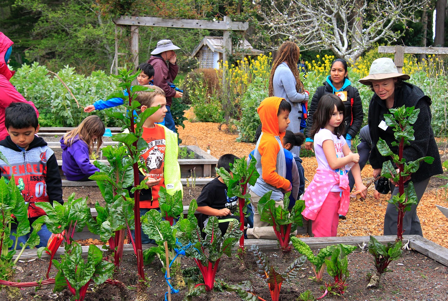 🌱 Did you know that the Mendocino Coast Botanical Gardens offers docent-led tours year-round for school groups, charter tours, and community organizations? Educational group tours are free for students, and our crew of volunteer docents lead children through the Gardens, offering invaluable opportunities to learn and connect with nature.
In 2025, we hosted 36 school tours at the Gardens, welcoming over 1,000 students. This year, we are looking to grow our fantastic group of docents, and we invite you to join us for our annual docent training each Friday, February 13th through March 13th, from 9:00am to 12:30pm.
We have loads of information to support your journey into docenting, and the training will cover interpretation, MCBG plant collections, the human history of MCBG, adaptations, sensory explorations, games, art activities, and more! This is a really great opportunity to expand your knowledge, exchange ideas, and meet other volunteers within the community.
🐞 If you’d like to attend, please send your RSVP to Alyse at volunteer@gardenbythesea.org. We hope you’ll join us!