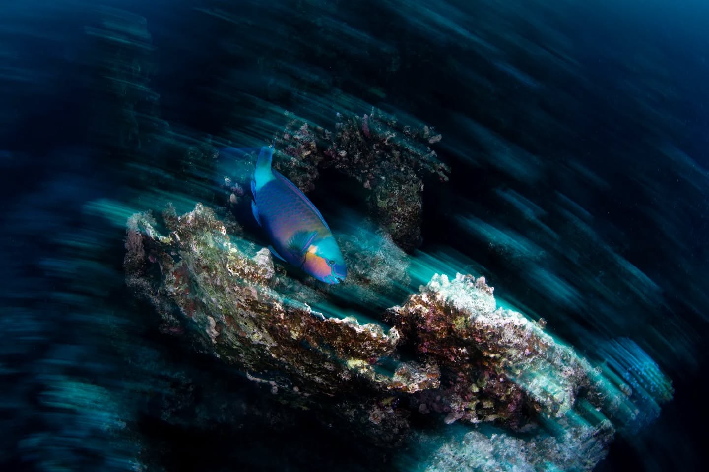 Spent a lot of my time in Egypt focusing on motion blur and I finally feel like it's starting to click.
@nauticamhousings
@nikon.uk
@redsea.divingsafari
#underwater #diving #scuba #photography #underwaterphotography