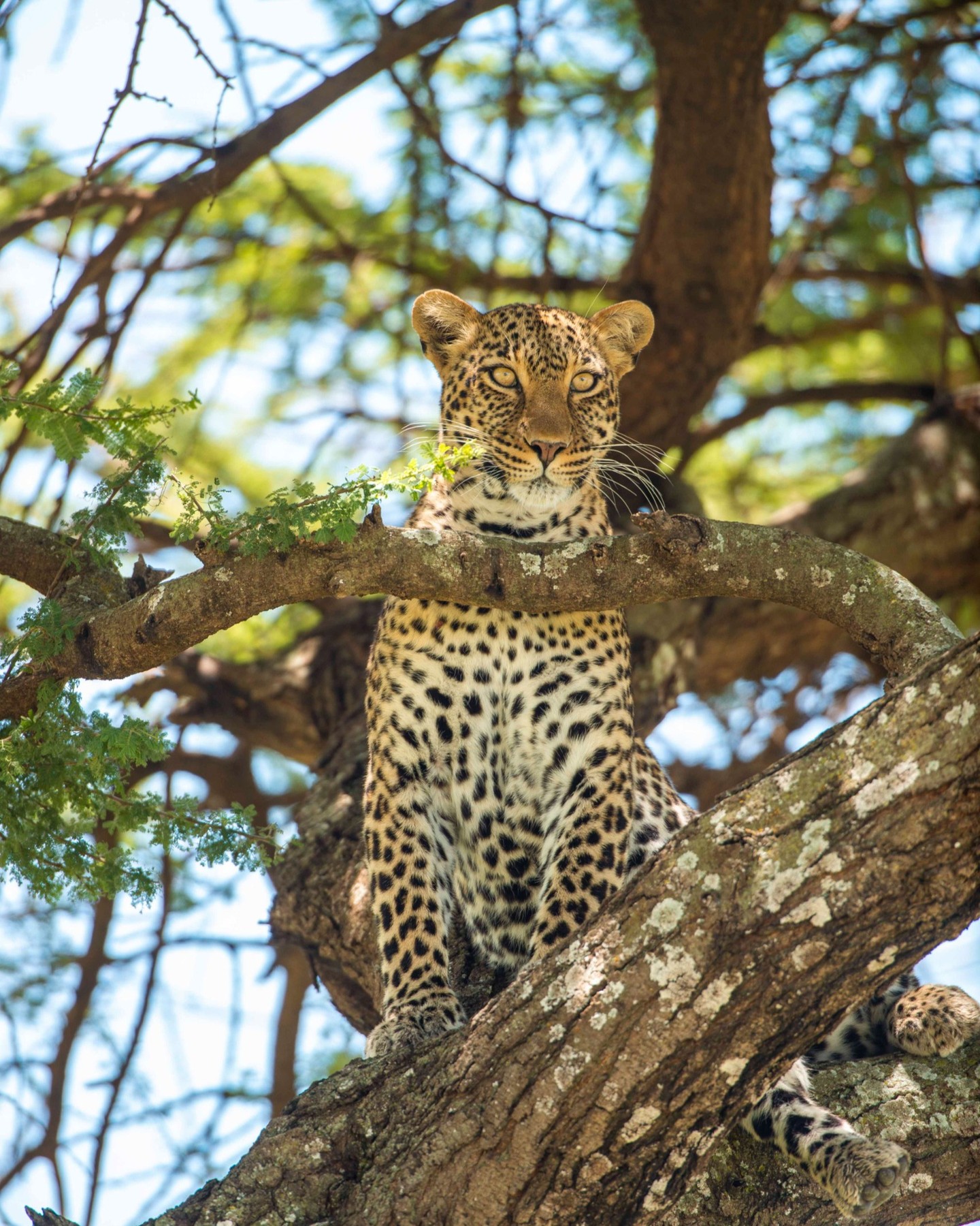 EXPLORE TANZANIA’S TOP SAFARI DESTINATIONS IN JUST 4 DAYS 🦁🌍 Start From $1500 pp Sharing
Short on time but dreaming of a real African safari?
This 4-Day Tanzania Safari takes you through Tarangire, Serengeti, and Ngorongoro Crater — three of Africa’s most iconic wildlife destinations — at exceptional value.
From massive elephant herds and endless Serengeti plains to the wildlife-packed Ngorongoro Crater, every day delivers unforgettable sightings, expert-guided game drives, and handpicked lodges for comfort and relaxation.
✨ Why This 4-Day Safari Works
✔️ Three legendary parks in one seamless itinerary
✔️ Big Five encounters possible
✔️ Private 4×4 safari vehicle with pop-up roof
✔️ Experienced local driver-guides
✔️ Accommodation, meals & park fees included
✔️ Perfect for first-time safari travelers or short trips
🗓️ Quick Itinerary
Day 1: Arusha → Tarangire National
Day 2: Tarangire → Serengeti
Day 3: Serengeti Game Drive → Ngorongoro
Day 4: Ngorongoro Crater → Arusha
Whether you’re heading to Zanzibar, climbing Kilimanjaro, or simply want a powerful safari experience in limited time — this trip delivers maximum wildlife with minimum rush.
🔗 View full itinerary & pricing:
https://www.gnadesafaris.com/4-days-tanzania-safari-itinerary
📧 Email: info@gnadesafaris.com
📲 WhatsApp: +255 793 832 959
#TanzaniaSafari #4DaySafari #Serengeti #NgorongoroCrater #Tarangire #BigFiveSafari #GnadeSafaris #SafariFromZanzibar #AfricanWildlife