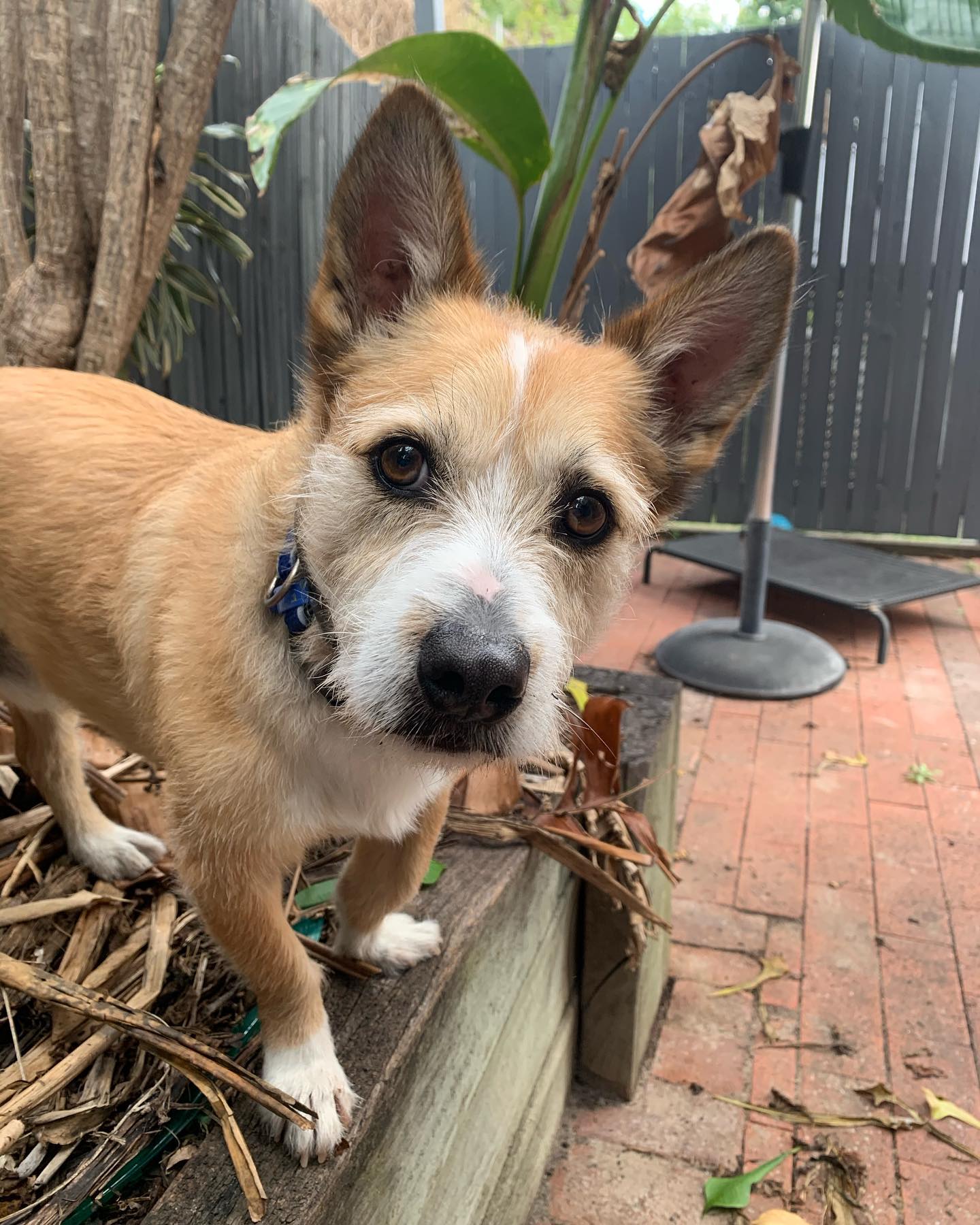 Oh Reggie … you are truly a handsome and spunky boy!
#dog #dogsofinstagram #dogsofbrisbane
#brisbanedogwalking #brisbanedogwalker #brisbanedogwalking #doglover #cute #chasingtailsbrisbane