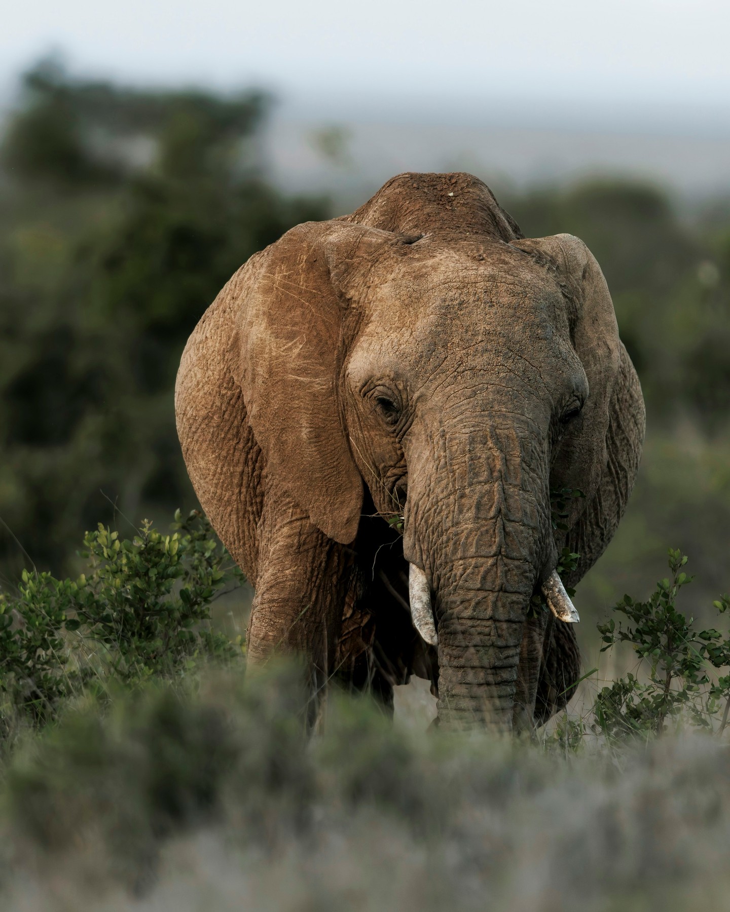 Loisaba sits on the edge of an important elephant movement corridor, where elephants have space to roam freely as they travel across vast landscapes. Sharing this space means thoughtful monitoring and proactive solutions to reduce conflict and keep both people and wildlife safe.
Working alongside San Diego Zoo Wildlife Alliance and Save the Elephants, we track elephant movements and pair research with community-led action. This includes practical measures such as Community Conservation Ambassadors walking children safely to school, helping reduce risk in areas where elephant pathways and daily life overlap.
By protecting corridors and supporting coexistence, we’re helping ensure elephants can keep moving — now and into the future.
Photo © @Backdrop_Production
#LandConnectedLifeProtected #ElephantConservation #WildlifeProtection #CommunityAction #Coexistence #NaturePreservation #HumanWildlifeConflict #SanDiegoZooWildlifeAlliance #SaveTheElephants #EnvironmentalAwareness