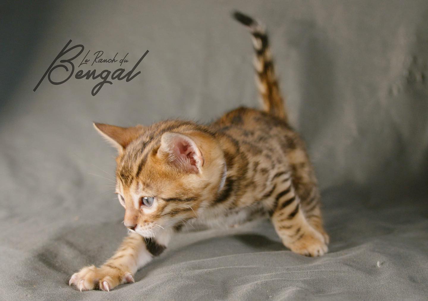 Portée 2023 de Zelda et Link 🥰 Huit chatons tous en forme et en santé 😺
Les réservations sont ouvertes ✨
Pour en savoir plus, rendez-vous sur le site www.ranchdubengal.com #brownspottedtabbybengal#bengal #catoflove#cat#leranchdubengal#cute#catoftheday#babycat#cutenessoverload#catforsale