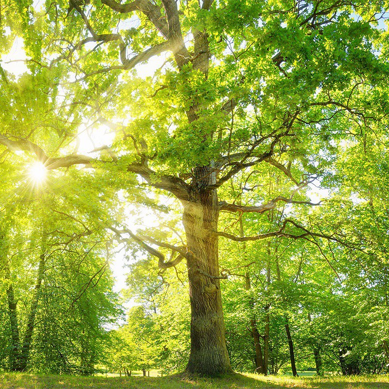 The Power of Trees & Photosynthesis – Substance is materialized out of thin air with a process that is entirely solar powered. That means manufacturing with light. Photosynthesis powers nearly all life on earth - while creating thousands of useful resources and the ecological pillars of the planet. We can restore our climate through enough photosynthesis taking carbon dioxide out of the atmosphere and transforming it into the building blocks of life. We can do that by planting a trillion trees.
Please consider switching your web browser to @Ecosia to plant trees for free while you search the web. Ecosia.org is the ‘search engine that plants trees’ by donating 80% of their advertising revenue to effective tree planting projects around the world with a focus on biodiversity hotspots.
Subscribe to @trilliontreescampaign for more inspiring nature content and to connect with ways to plant trees around the world.
#trilliontreescampaign #trilliontrees #treeplanting #reforestation #forests #treesofinstagram #restoration #forestgarden #wildlife #biodiversity #permaculture #agroforestry #nature_artist #climatechange #naturelovers #treelovers #wildlifephotography #naturephotography #wildlifeplanet #nature_seekers #nature_inspiration #wildlife_inspiration #natureart #habitat #forestsofinstagram #sunlight #photosynthesis #forests