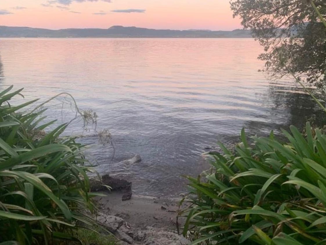 Clients view from Black Swan Lakeside Hotel 🥰 @blackswanrotorua