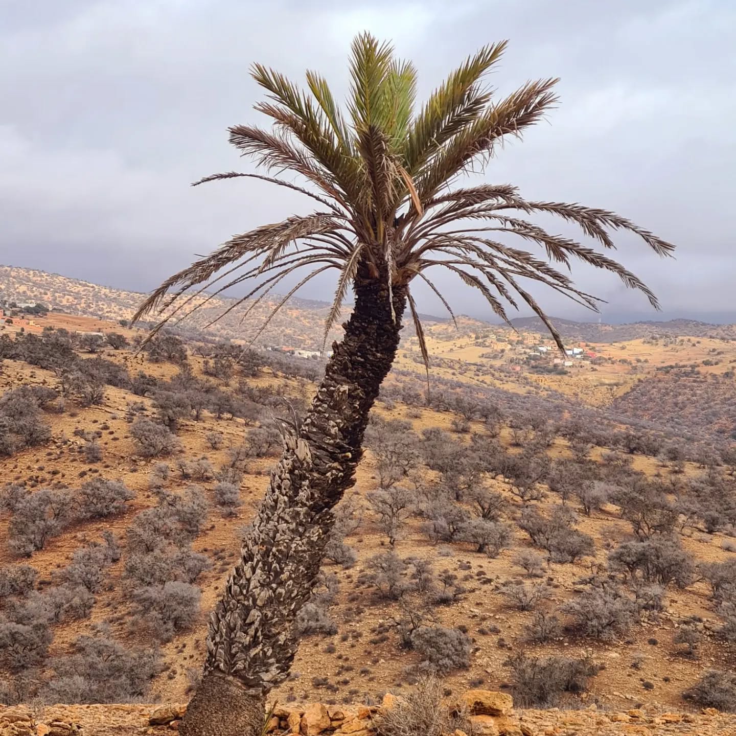 Soon the argan tree's will be green and life back to normal. That's what we pray for 🙏.