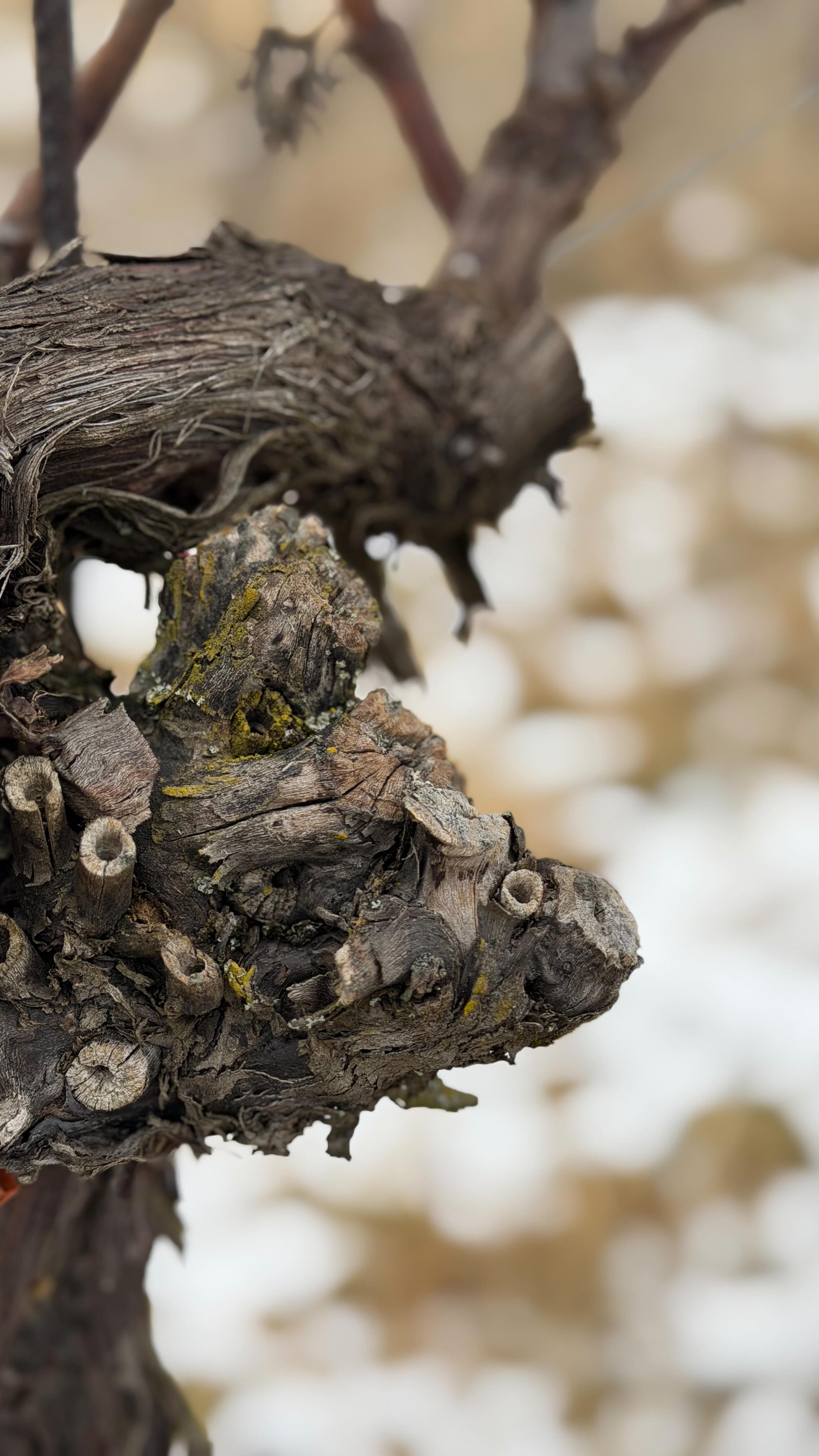 Pruning season is on! 😊 Wahrscheinlich wären wir in der Hälfte der Zeit fertig, wenn wir nicht die ganze Zeit mit Schnee herum spielen würde 🤓😅❄️ #swifties #pruning #kamptal #jungewildewinzer #dutchshepherd