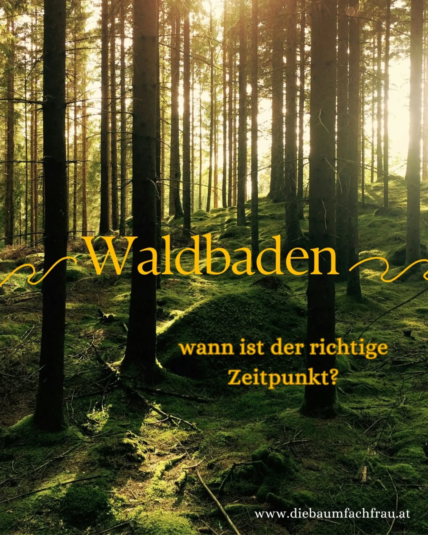 Liebe Baumfreunde,
wie ihr euch sicher schon gedacht habt, ist der Winter nicht die ideale Zeit fürs Waldbaden. Wir wollen es schließlich gemütlich haben und uns entspannen, nicht wahr?
Ab Ende März, Anfang April startet wieder die perfekte Waldbaden-Zeit und je nach Höhenlage und Temperatur begleitet sie uns bis Oktober.
Ich weiß nicht, wie es euch geht, aber ich kann es kaum erwarten, bis die Temperaturen wieder angenehm warm sind und wir wieder lange Zeit im Wald verbringen können. Bis bald im Wald😊
💚💚💚
#diebaumfachfrau#waldbaden#forestbathing#waldliebe#forestlove