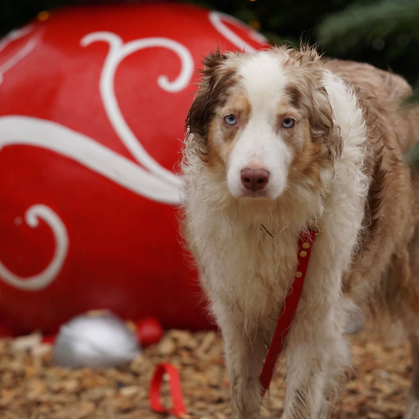 🎄🐾 Advent, Advent, ein Lichtlein brennt!🕯
Der erste Advent ist da und wir feiern die besinnliche Zeit mit einem ganz besonderen Angebot für alle Hundeliebhaber! 🌟
In liebevoller Handarbeit fertigen wir einzigartige Leinen und Halsbänder für eure vierbeinigen Freunde. Und heute gibt es ein tolles Extra für euch: Bei jeder Bestellung, die heute in unserem Onlineshop eingeht, erhaltet ihr einen praktischen Kotbeutelspender mit Kotbeuteln – solange der Vorrat reicht! 🎁🐶
Macht euren Hund glücklich und euch selbst eine Freude mit einen handgefertigten Accessoire und sichert euch gleichzeitig dieses nützliche Geschenk! ❤️🎁
#Advent #Hundeaccessoires #Handarbeit #Halsbänder #Leinen #Hundeliebe #Geschenkidee #Onlineshop #Wunschleinen