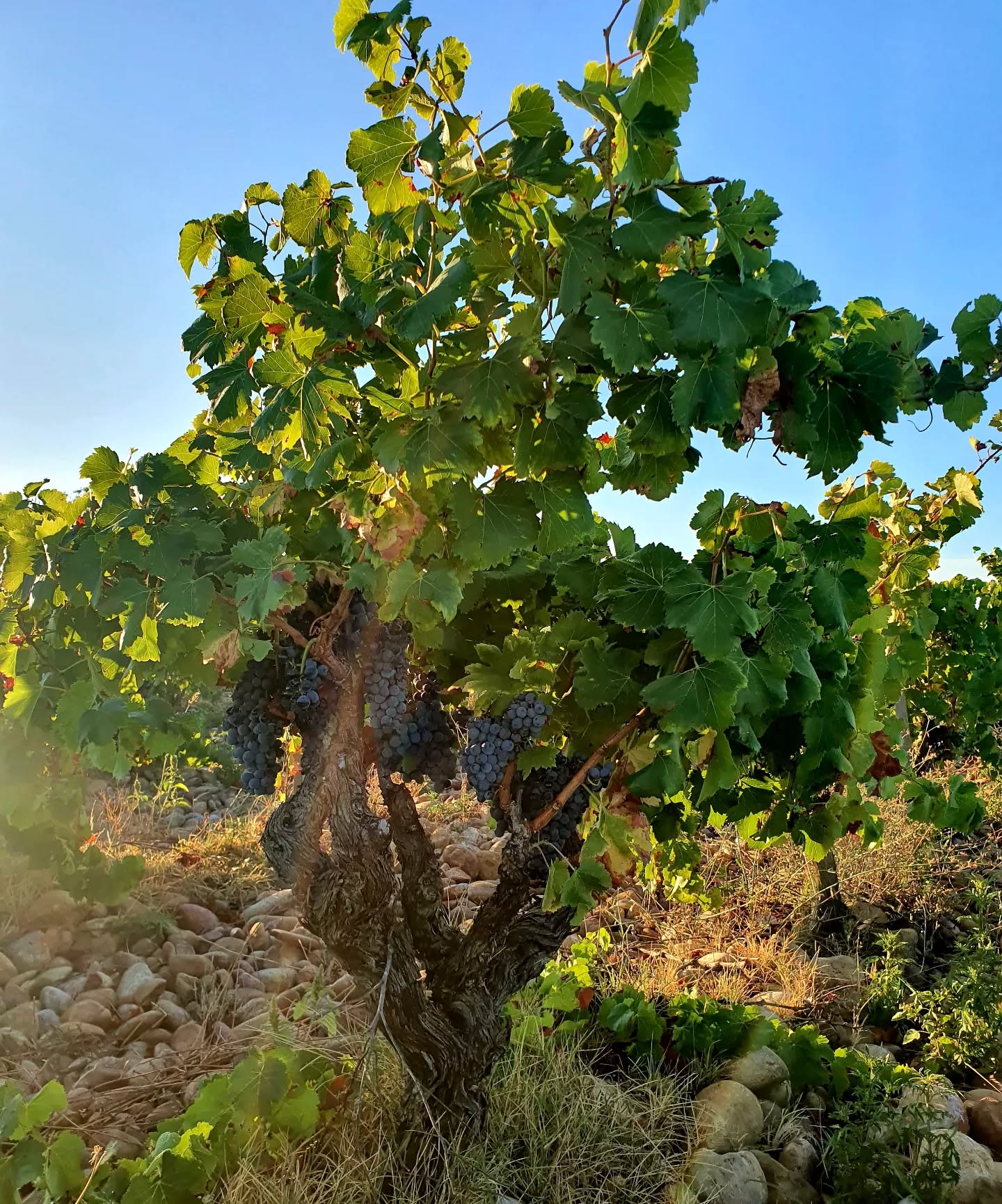 Nos vieux grenaches de Pied-Redon.
#chateauneufdupape #vignoblesmontthabor #grenache