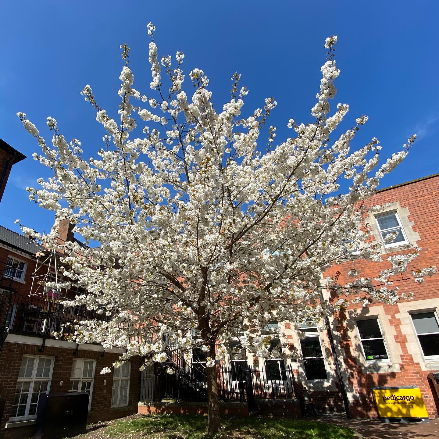 A beautiful blossoming next to the #hereford cathedral today. I absolutely love spring.
.
.
.
.
.
#spring #blossom #tree #sun #warm #life #nature #herefordshire #threecounties #leaves🍃 #photography #england #cathedral