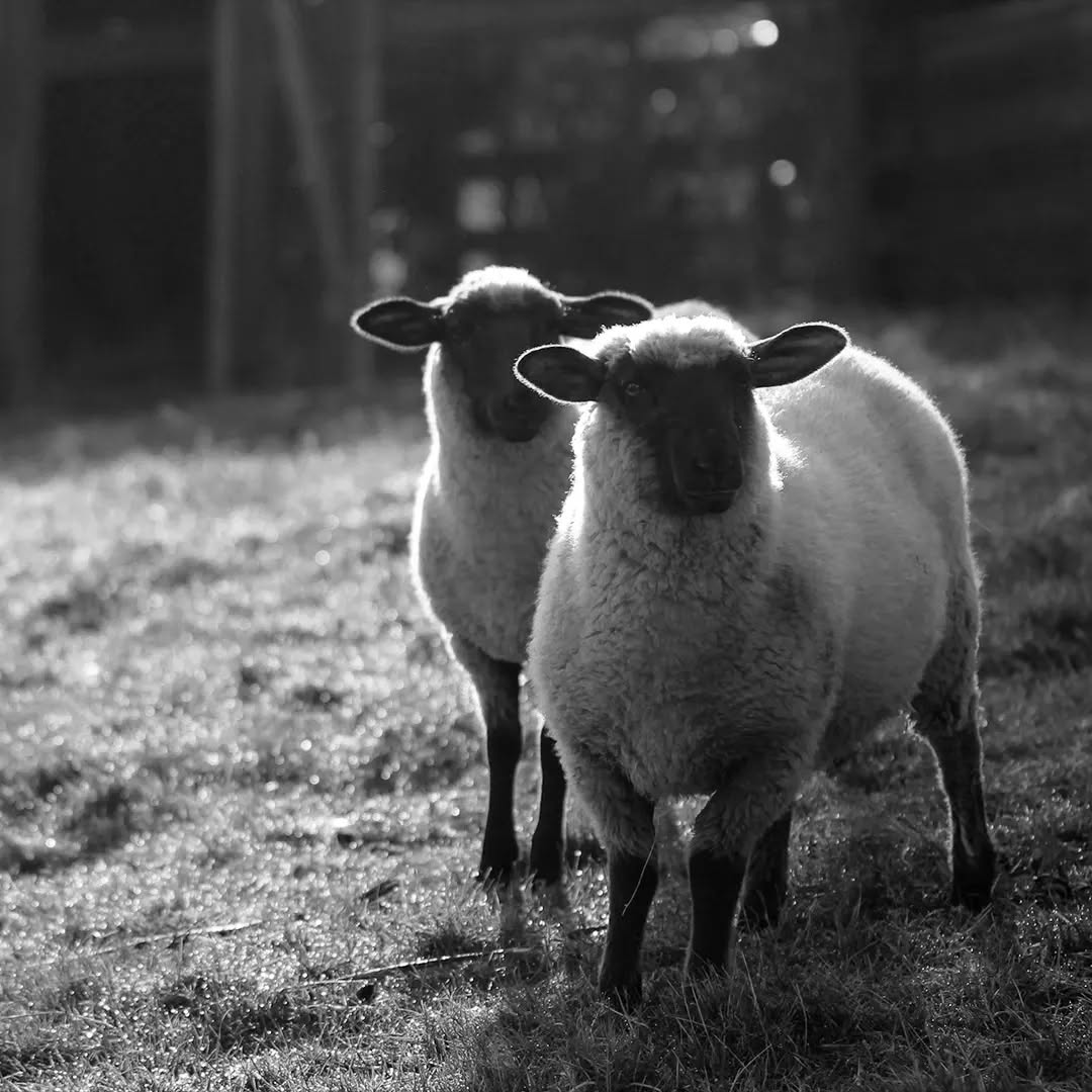The responsibly sourced wool used in our luxurious yarn comes from sheep that roam freely on the fells and downs of the British Isles and thrive on a simple blend of grass, water, fresh air and sunshine.
Every year they are sheared in the Spring months - an essential part of good farming husbandry - which helps rid them of potentially damaging infections such as blowfly strike and keeps them cool during the summer months.
Image: Sandy Millar