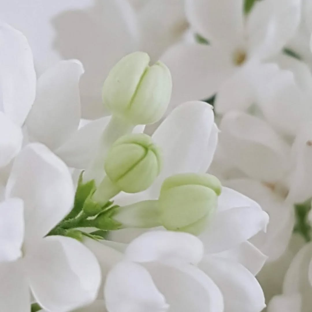 #viherterapia #valkoinen