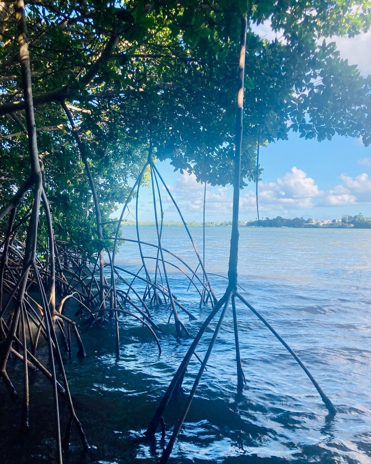 #redmangrove #paletuvierrouge