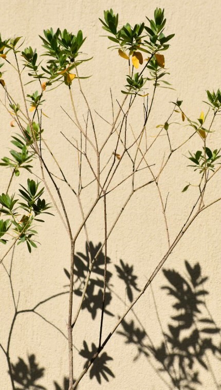 With thought, intention, and careful layering, this space now holds, frames, and invites, transforming what was once a pass through into a welcome 🙌🪻🐝 🏡
A gentle reminder that how you enter a space often shapes how you experience everything that follows 🌾🪻💦