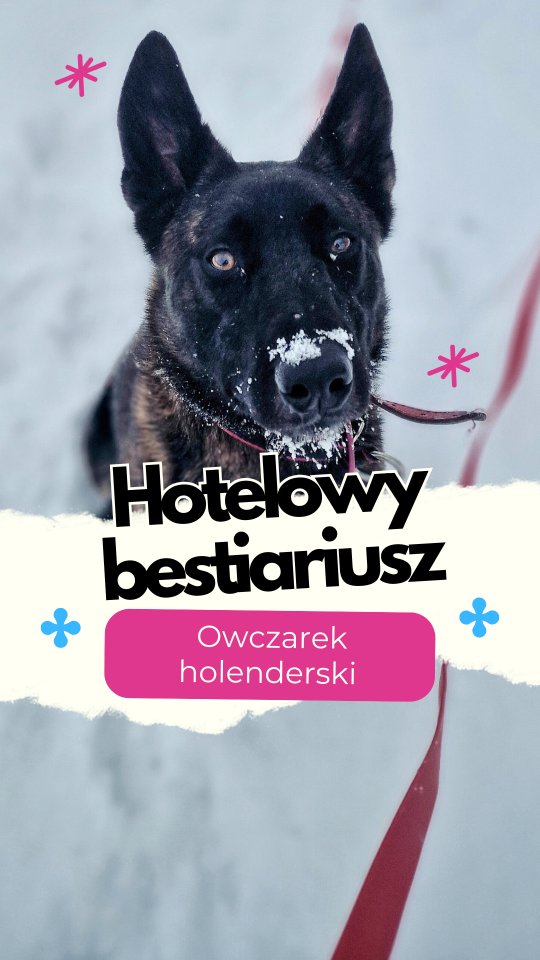 Owczarek holenderski – przyczajony tygrys, ukryty chaos
To nie jest rasa, która robi dobre pierwsze wrażenie na każdym. Owczarek holenderski nie stara się podobać. Jest szybki, intensywny, bardzo uważny i od pierwszej chwili sprawdza, czy człowiek po drugiej stronie ma coś sensownego do zaoferowania.
To pies użytkowy z krwi i kości. Potrzebuje pracy, struktury i jasnych zasad. Nie wystarczy mu ruch ani „zabawa dla zabawy”. Jeśli coś robi, to chce wiedzieć po co. Jeśli czegoś nie ma - sam sobie to znajdzie. I zwykle nie będzie to wersja, która spodoba się człowiekowi.
Holendry są inteligentne, ale nie są łatwe. Często bywają reaktywne, głośne, mocno skupione na otoczeniu. Z innymi psami dogadują się różnie, szczególnie jeśli ktoś próbuje wejść im w przestrzeń albo narzucić kontakt. To nie jest rasa do parkowych integracji.
Z człowiekiem potrafią pracować bardzo blisko, ale tylko wtedy, gdy relacja jest czytelna. Nie znoszą niepewności, miękkiego prowadzenia i braku konsekwencji. Potrzebują konsekwencji, spokoju i kogoś, kto nie boi się brać odpowiedzialności. W zamian dają skupienie, precyzję i ogromną gotowość do pracy.
To rasa dla ludzi, którzy naprawdę chcą pracować z psem – sportowo, użytkowo, zadaniowo. Nie dla tych, którzy szukają „czegoś w typie owczarka”.
Macie doświadczenia z holendrami? Dajcie znać, jak wygląda życie z tymi intensywnymi psami.
#owczarekholenderski #hotelowybestiariusz #pieskiecharaktery #merdumerdu #hoteldlapsowwarszawa