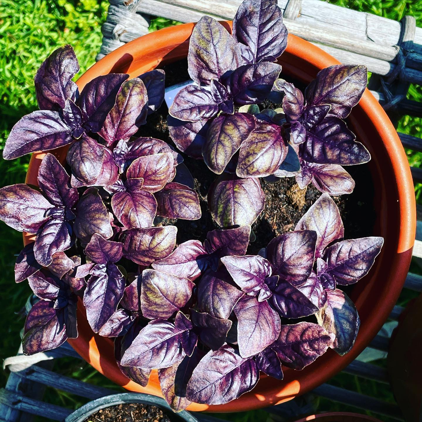 When in Calabria: all things purple 💜 #purplebasil #grownfromseed #whenincalabria #mytropeagarden #purple #basil #herbs
