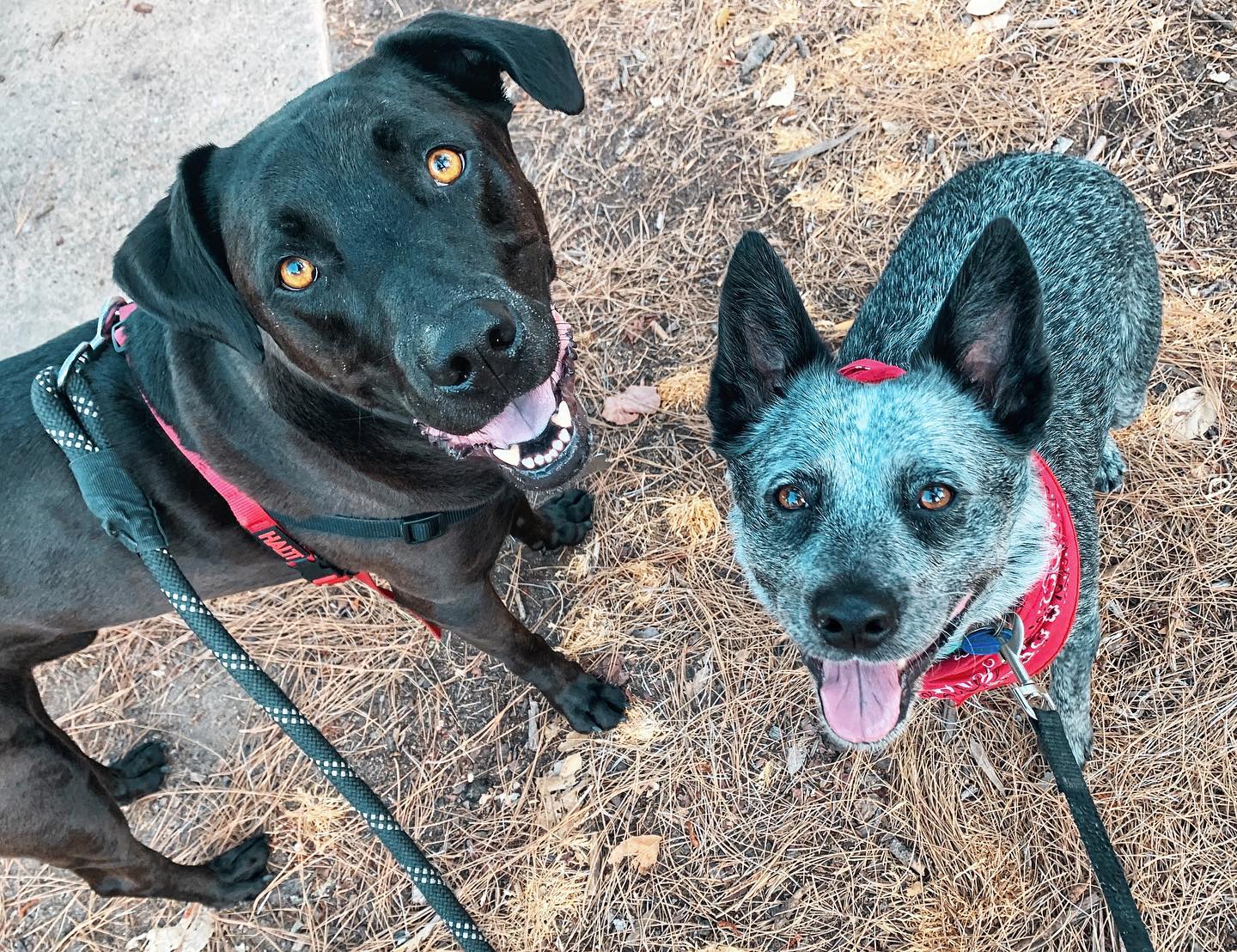 Don’t forget to wish your bff a happy #nationaldogweek 🐶 🐕 (and take them to the park—it’s the rules)