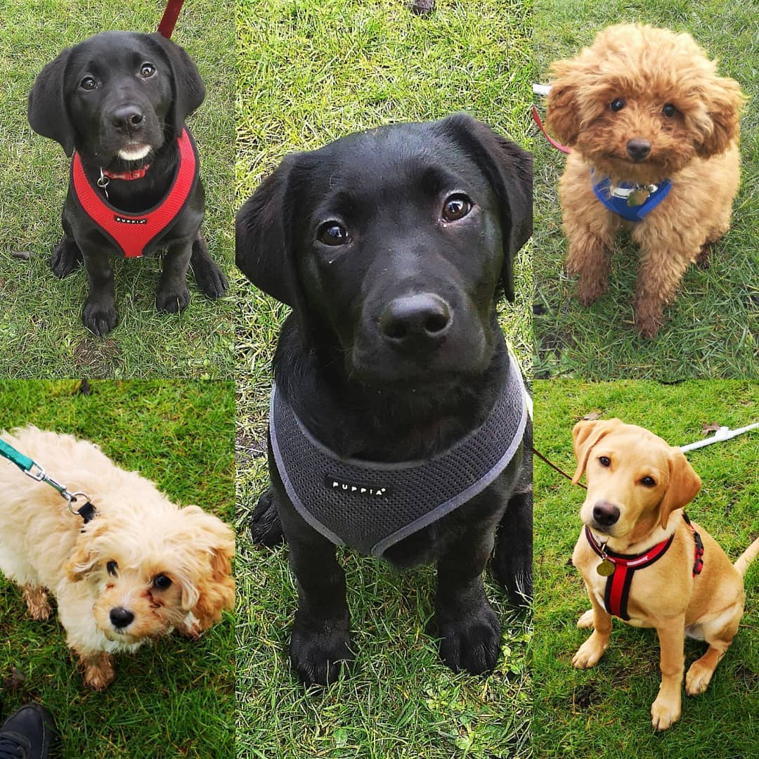 The fabulous five from the last puppy course.
#brightonpuppies #puppiesofig #puppies #poodle #cavapoo #labrador #colliexlabrador #puppybehaviour #puppytraining #puppyclasses #brighton #brightonandhove #sussexpuppies