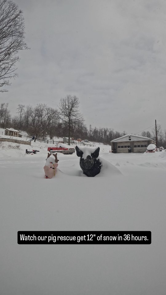Watch our pig rescue get 12" of snow in 36 hours. #snomageddon #animalrescue #rescue #timelapse #pigshatesnow