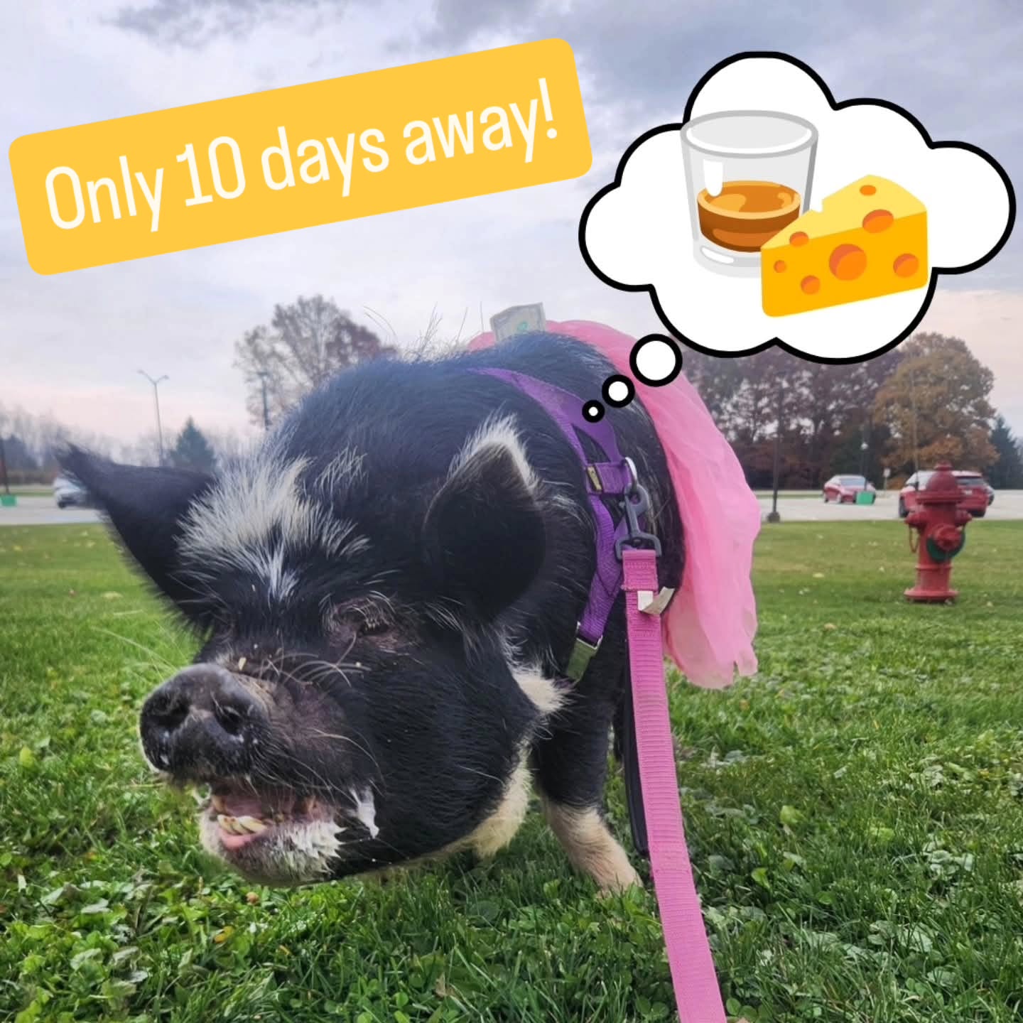 Only 10 days away! Friday February 6th - come enjoy whiskey at a local distillery and much on some cheez while benefiting a pig rescue.
Join us for a delightful evening featuring whiskey from Iron City Distilling and a full plant-based grazing spread. Enjoy a beautiful view of the new Iron City Distilling space from their gorgeous second-floor bar. Best yet - meet Squealers resident pig Tani right outside as you enter the event! Don’t miss this unique opportunity to elevate your senses with this exclusive event; tickets are sure to sell out fast.
Buy tickets here: bit.ly/WhiskeyCheez2026
@veganpittsburgh #whiskey #cheez #animalrescue #animalsanctuary #piggy