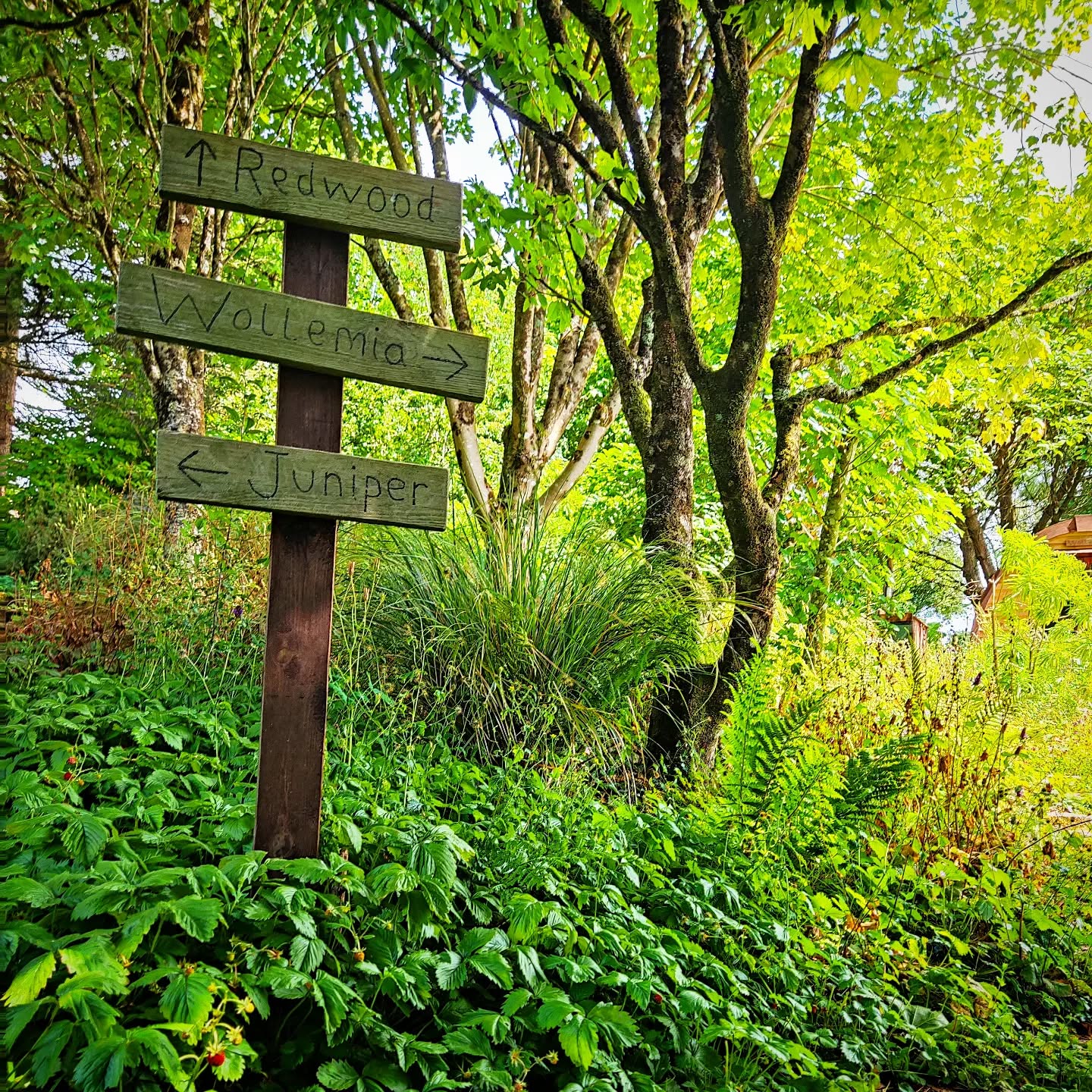 Summer Heatwave in Cornwall 🌞
Which Pod would you choose?
All named after the specimen trees they sit next to, Redwood, Wollemia and Juniper are nestled into the beautiful Cornish garden...
Surrounded by nature would you believe this was once a farming field 🌱 36 years of growing and here we are!
What a wonder it is to experience all the life it brings into the area 🐦
Join us 💚
Glamping and Spa treatments available 🏕️
#glamping #nature
#greentherapy
#pod #cornwall #juniper #redwood #wollemia #green #lushgarden #spa #specimen #specimentree #grow #create #startbelieving #life #homes #creatures #comfort #thegreenhousesparetreat #summerheatwave #summer2022