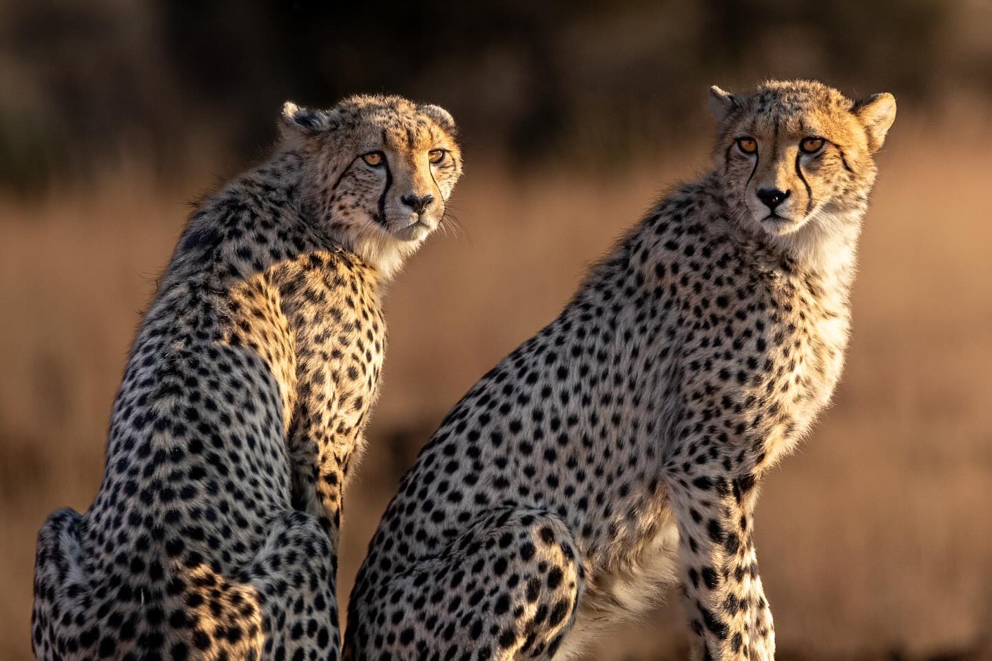 2 young cheetahs on a morning safari with the 2024 Africa Tour