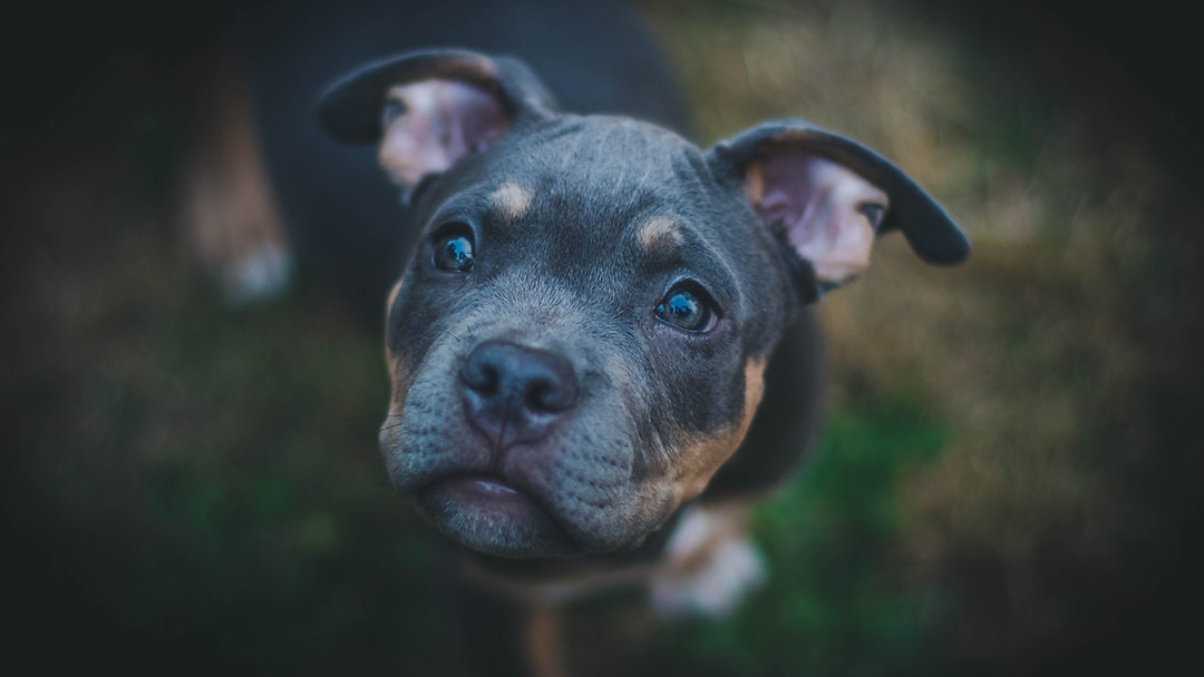 Check out my blog post on why banning the XL bully is controversial. Trigger warning, mentions dog fighting and aggression.
#newblogpost