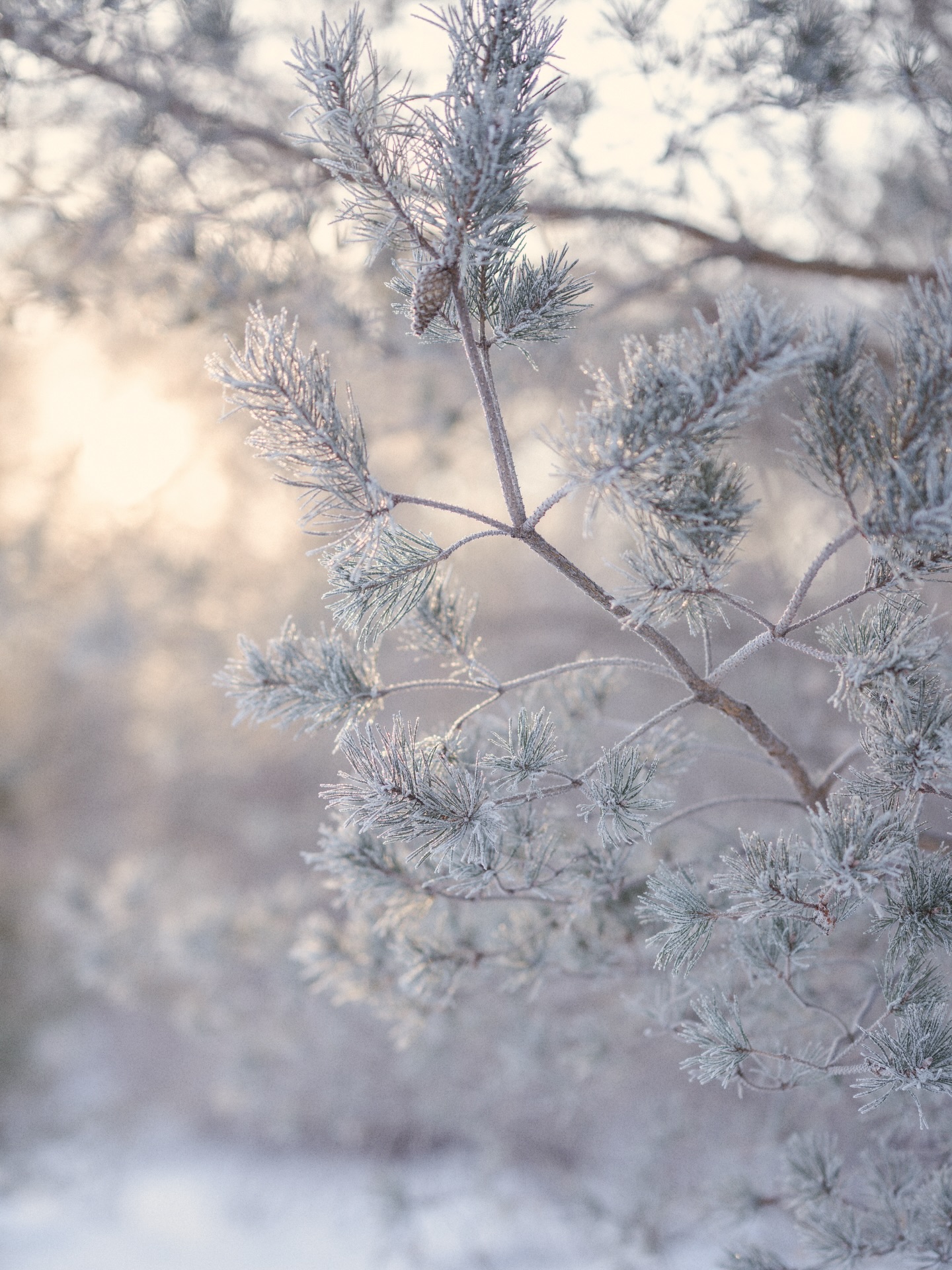 Magic all around on the coldest days yet 🤍🌛
#winternature #natureandnourish #snowyscenes