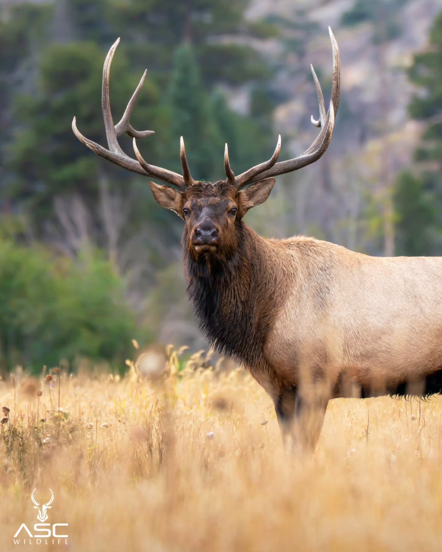 A beautiful scene with a handsome bull elk in a Rocky Mountain National Park meadow. swipe to see him protecting his young harem. Definitely a few of my favorite shots from last fall.
Photography by @ascwildlife
.
.
.
#wildlifephotography #bullelk #colorado #elk #rut