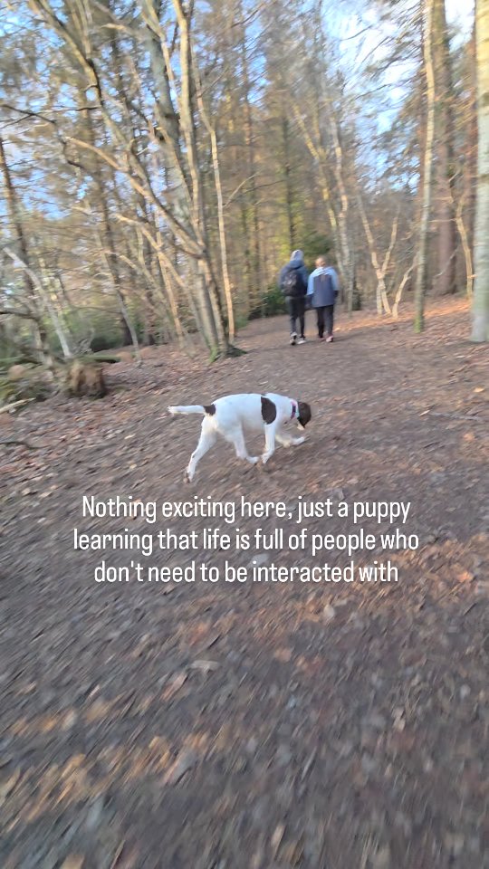 This isn't a "every puppy should be able to do this" because they are all so different. Different breeds, personalities, confidence, training, exposure etc.
Nell has a nice level of curiosity which generally leads to sweet and soft greetings when they happen. But there's enough caution and disinterest that we can now start practicing passing people and dogs off lead in the right circumstances.
Nell is doing incredibly well for such a young dog, things are likely to go up and down for a long while as she develops but its all these little moments that are important for me to see now.
#puppytraining #springerspaniel #spaniel #spanielsofinstagram #englishspringerspaniel