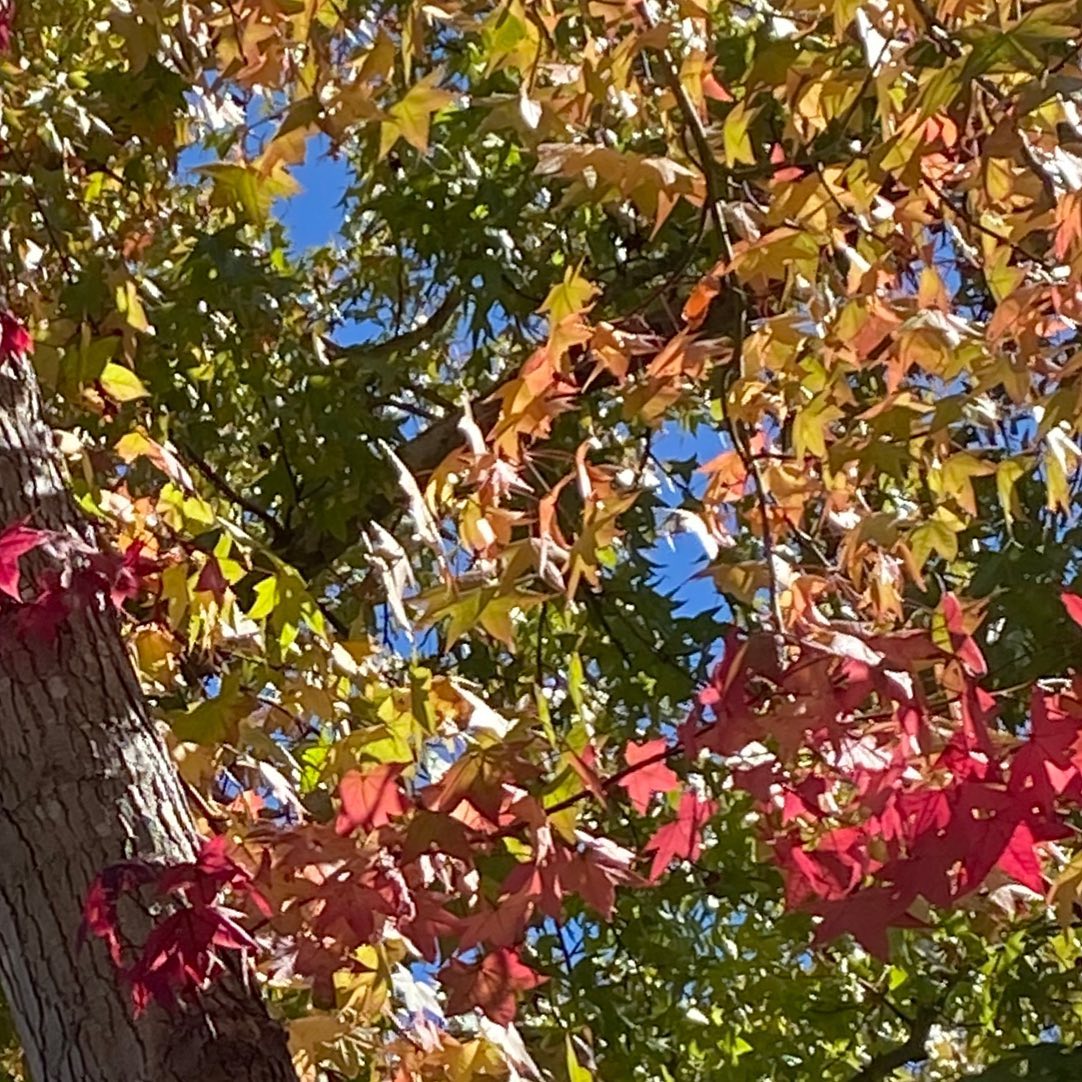 Fall back? Thankful for the auto clocks.